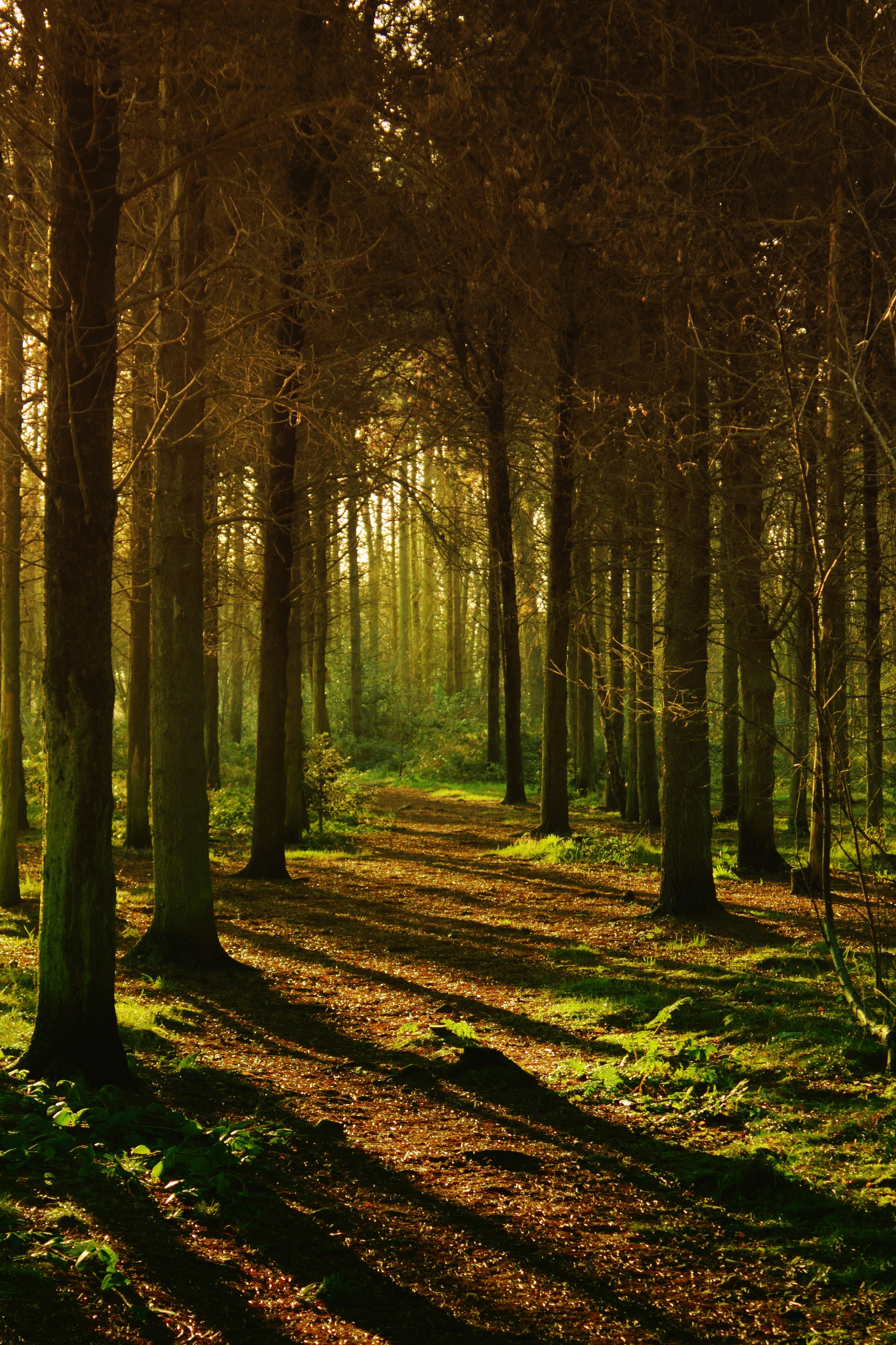 5K, forest, plant, leaf, sun, idyllic, grass, outdoors, ground, trees, landscape, light, tall, mystery, outdoor, no people, daytime, beauty, tree trunk, Phone HD Wallpaper