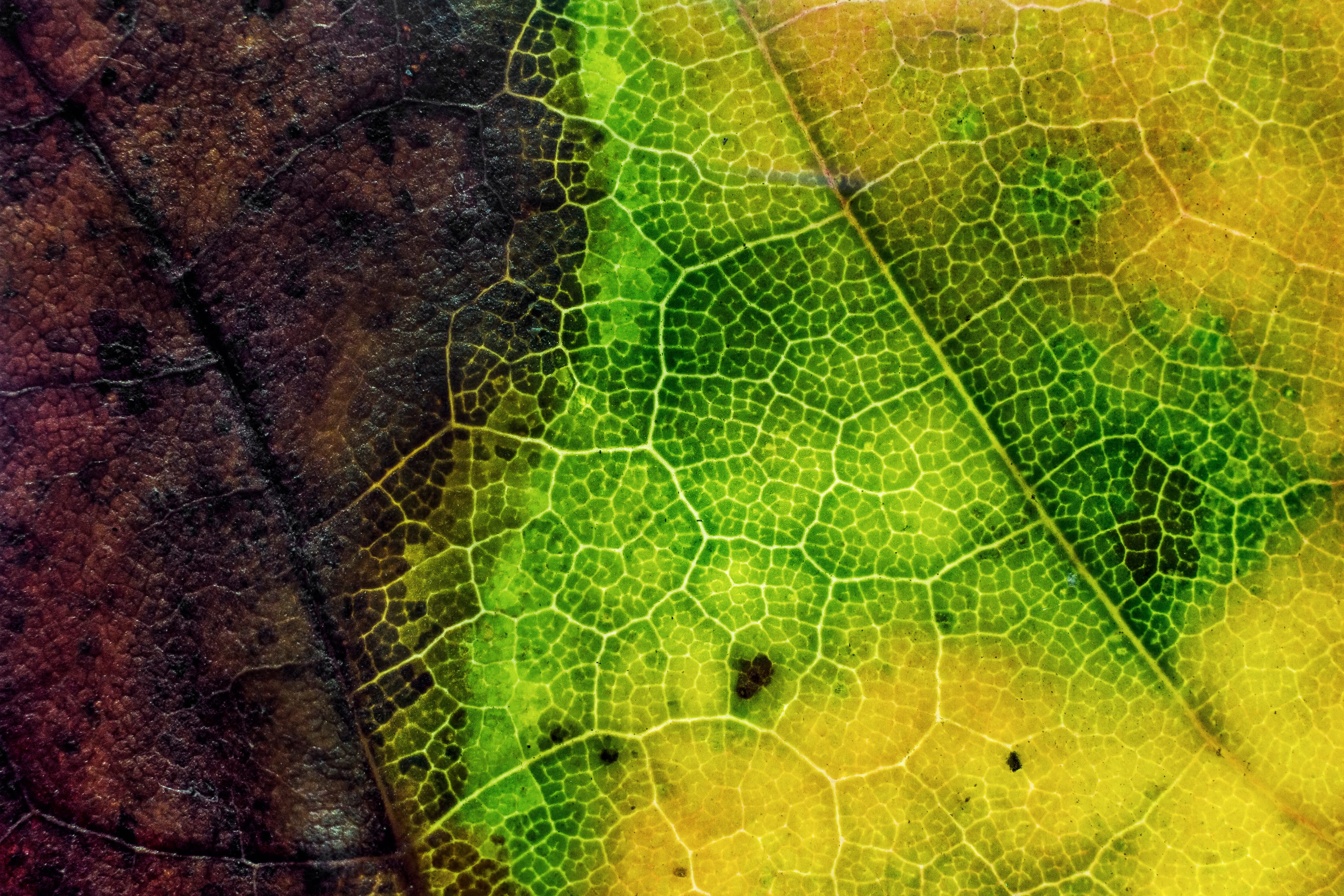 green, concentric, nature, texture, textured, extreme close-up, backgrounds, leaf vein, 4K, water, fall, autumn, plant, magnification, outdoors, leaf texture, HD Wallpaper