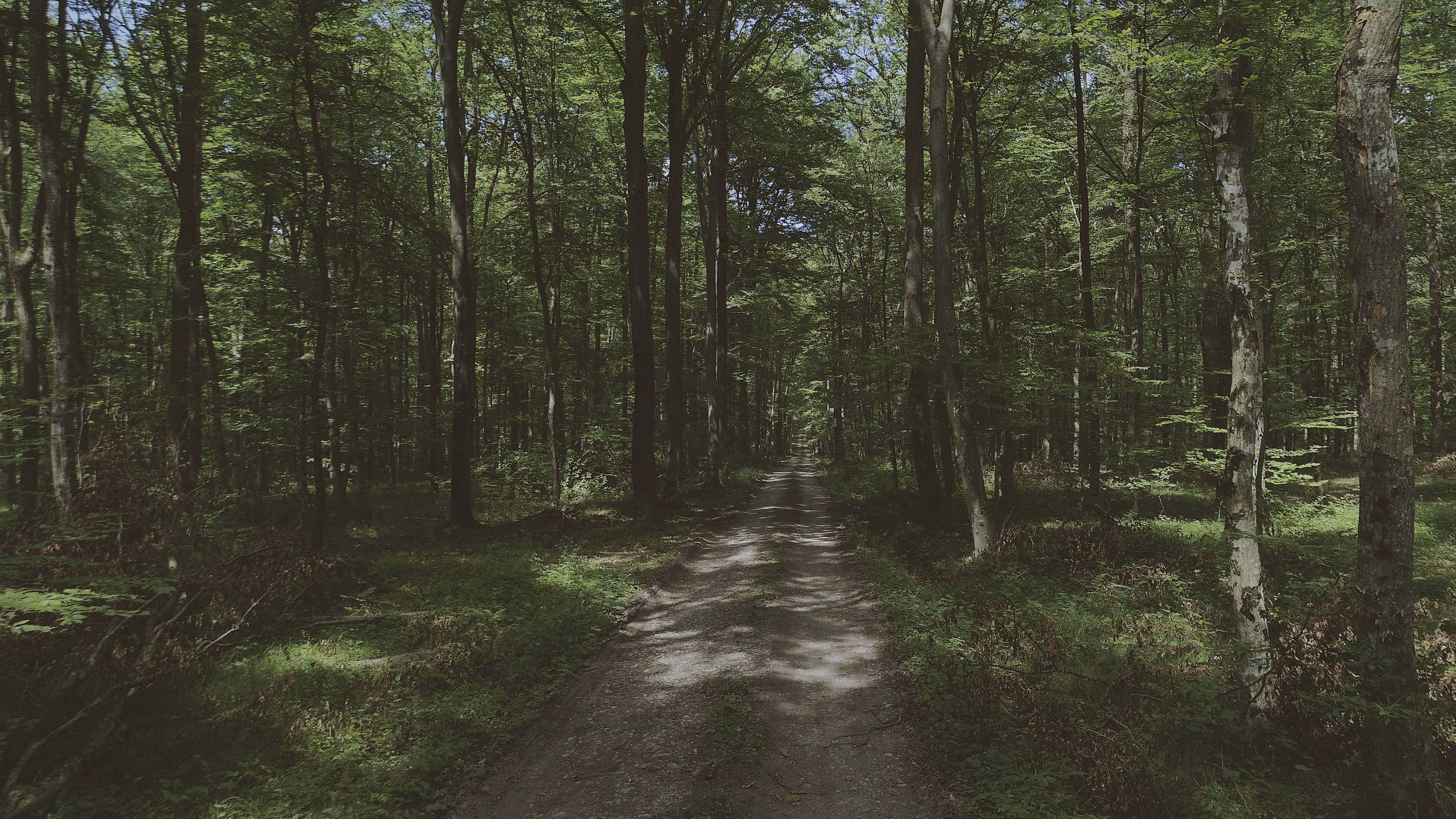 fresh, summer, footpath, plant, day, zagreb, woodland, the way forward, no people, green, tranquil scene, advanture, nature, tree, wood, green color, tranquility, HD Wallpaper
