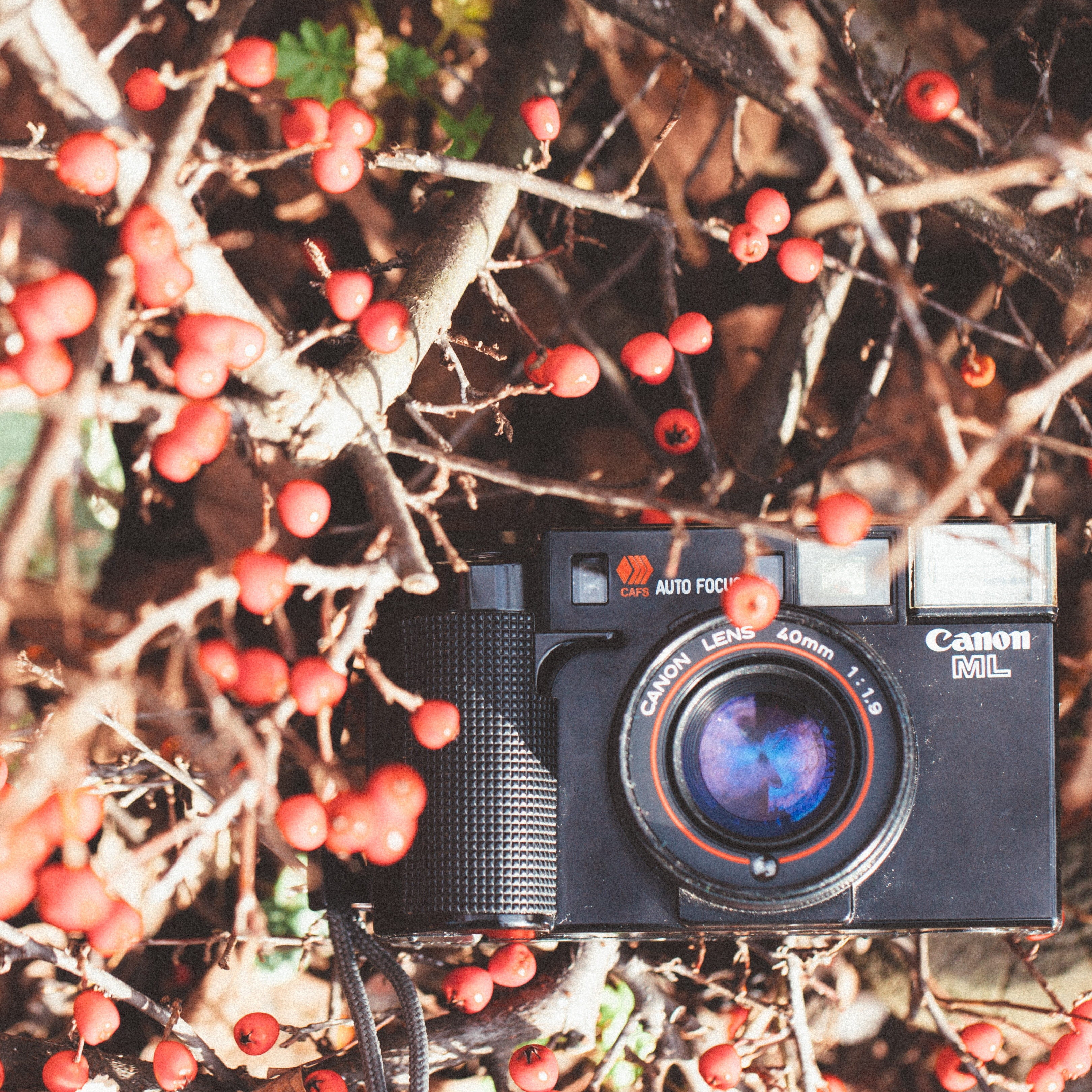 focus, nostalgia, equipment, fun, vintage, leaf, finance, nature, photo, old, industry, business, photographing, text, 35mm, old-fashioned, plant part, Phone HD Wallpaper