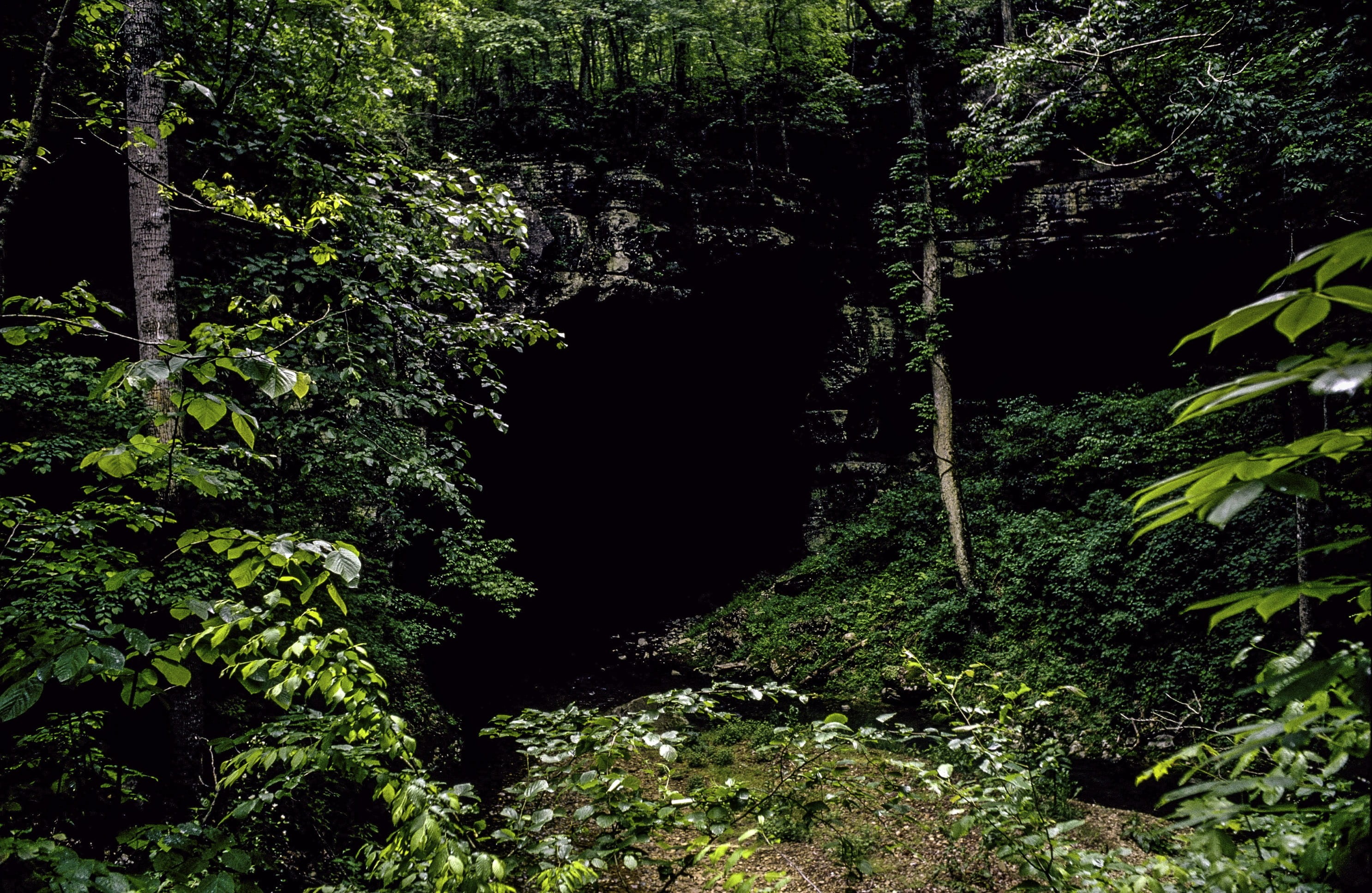 growth, landscape, green Color, scenics, tranquil scene, Cave in, Entrance, vines, public domain, photos, tropical Rainforest, rainforest, footpath, outdoors, HD Wallpaper