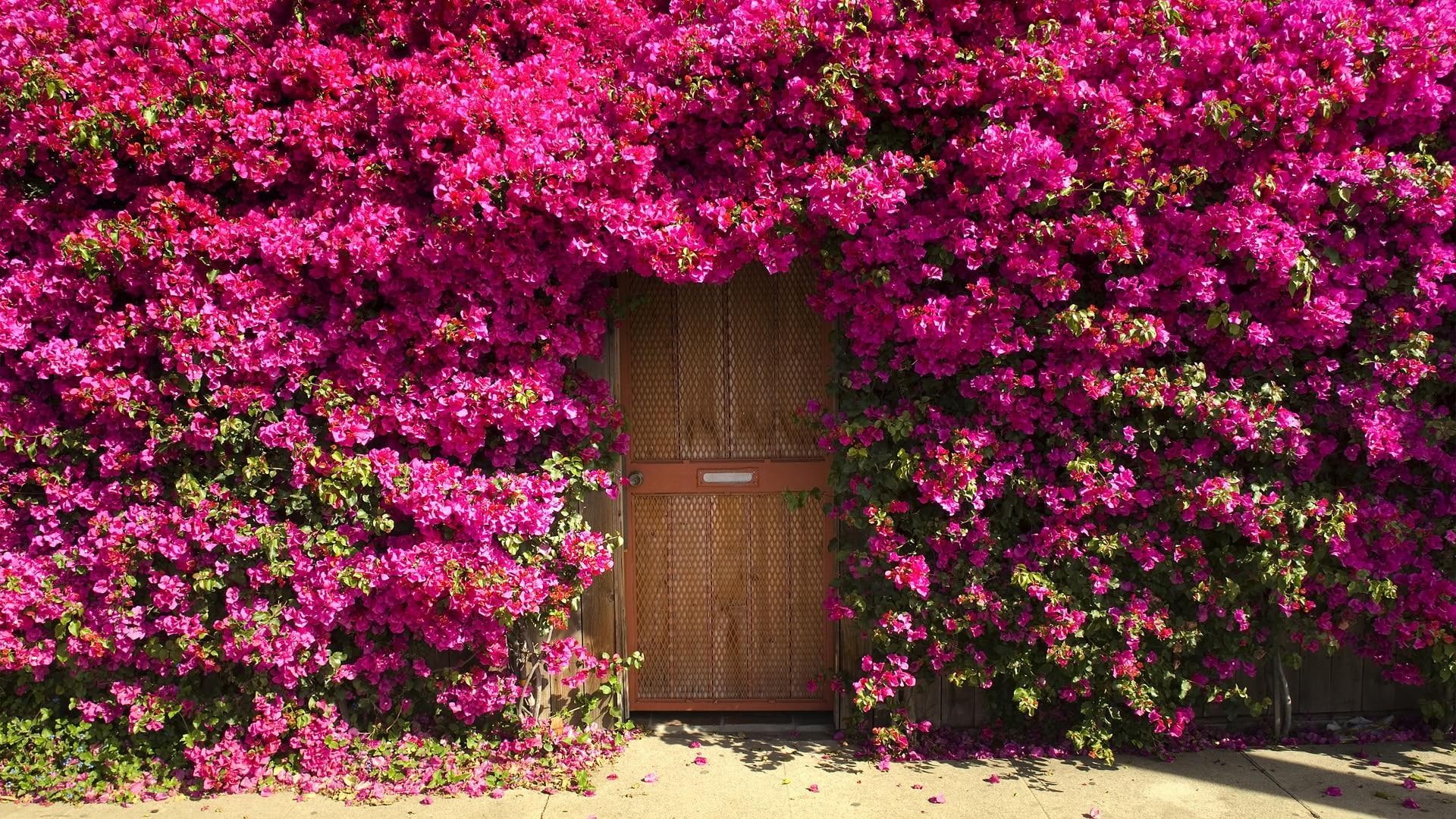 flowers, 1080P, pink, 3d and abstract, nature, entrance, pretty, photography, HD Wallpaper