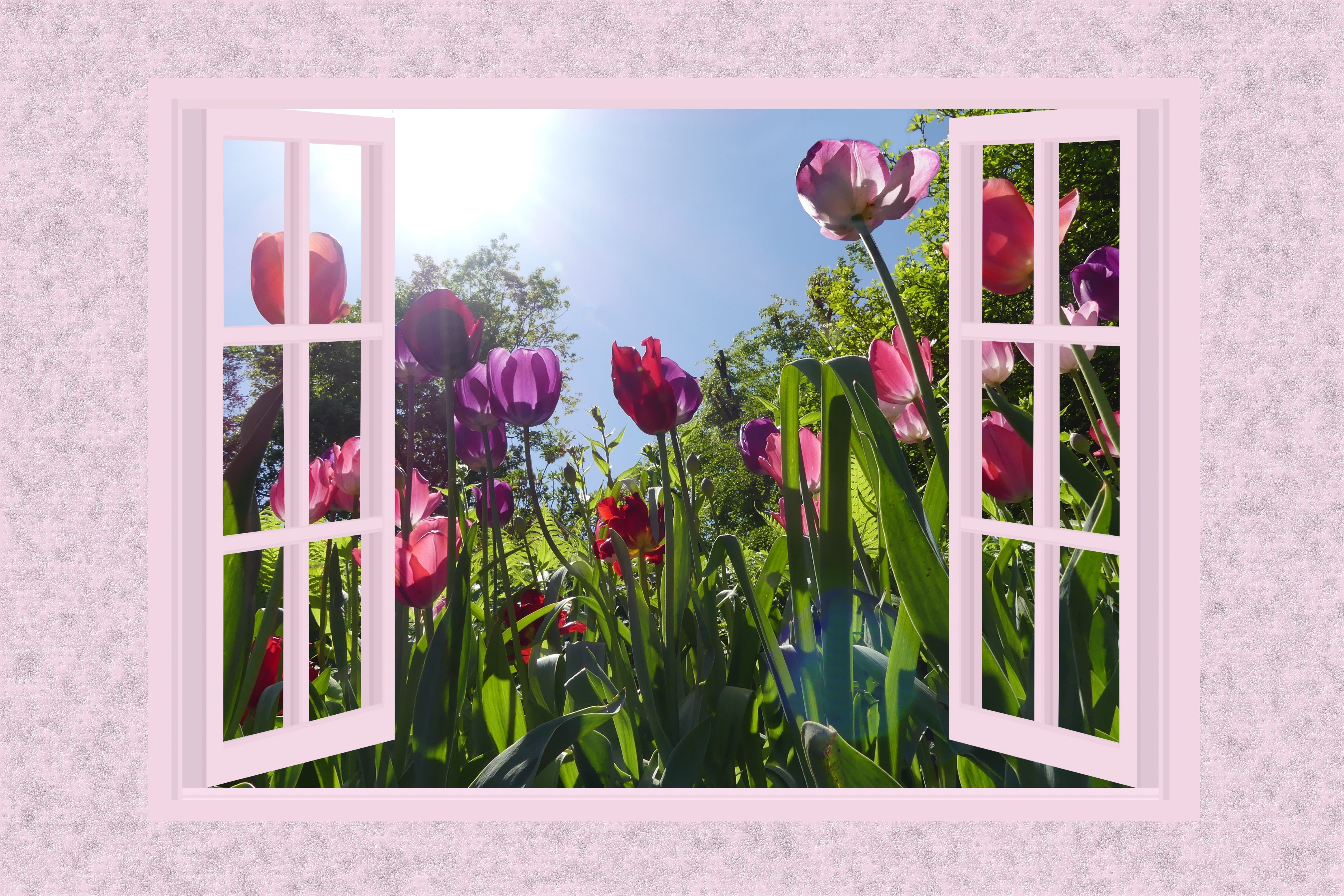 garden, growth, window, beautiful flowers, windows, 5K, clip, floral, petal, outdoors, spring, view, no people, tulips, glass - material, vulnerability, HD Wallpaper