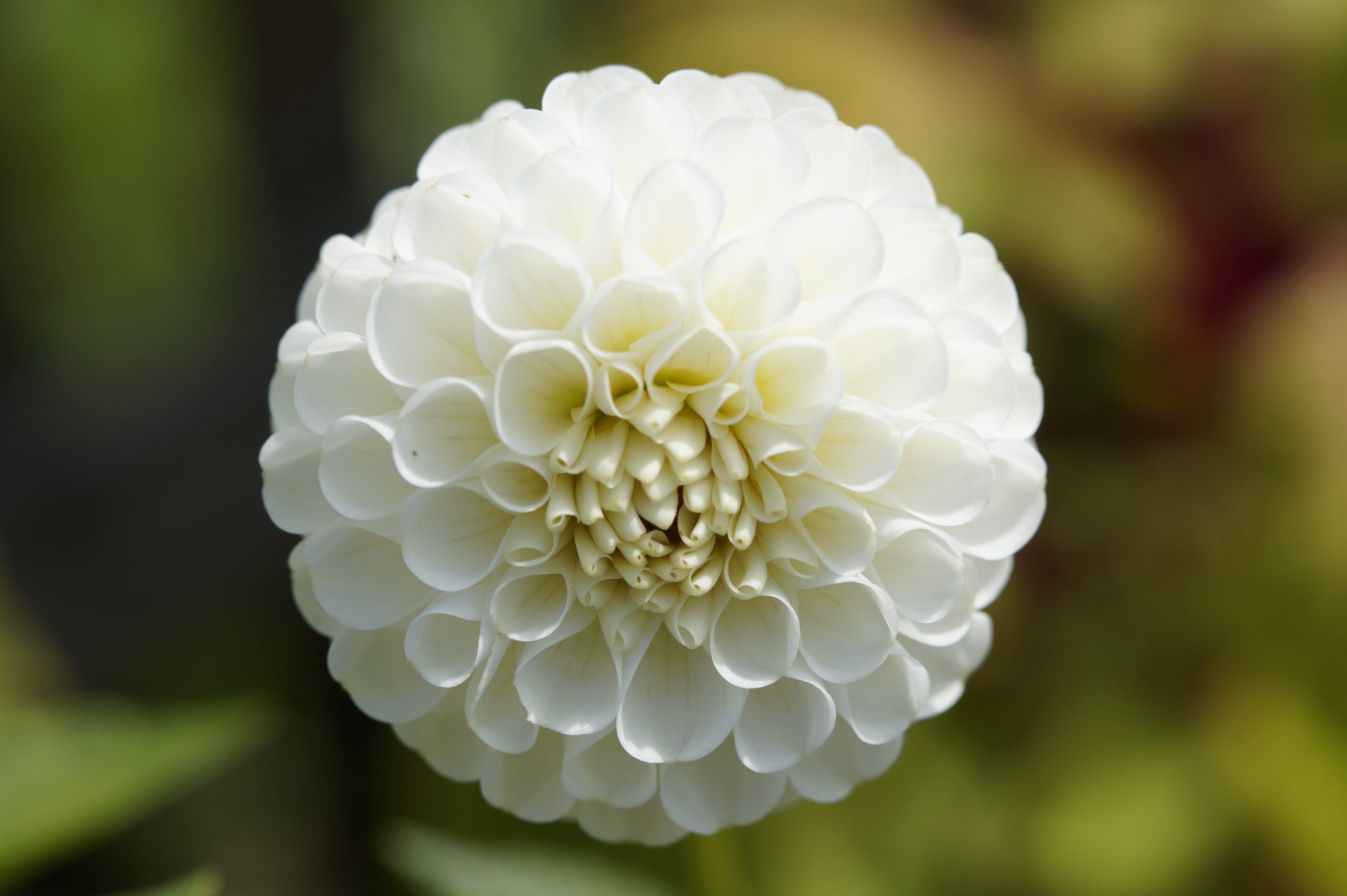 plant, globose, flowers, blossom, freshness, cottage garden, white color, graceful, vulnerability, ornamental plant, inflorescence, nature, beauty in nature, HD Wallpaper