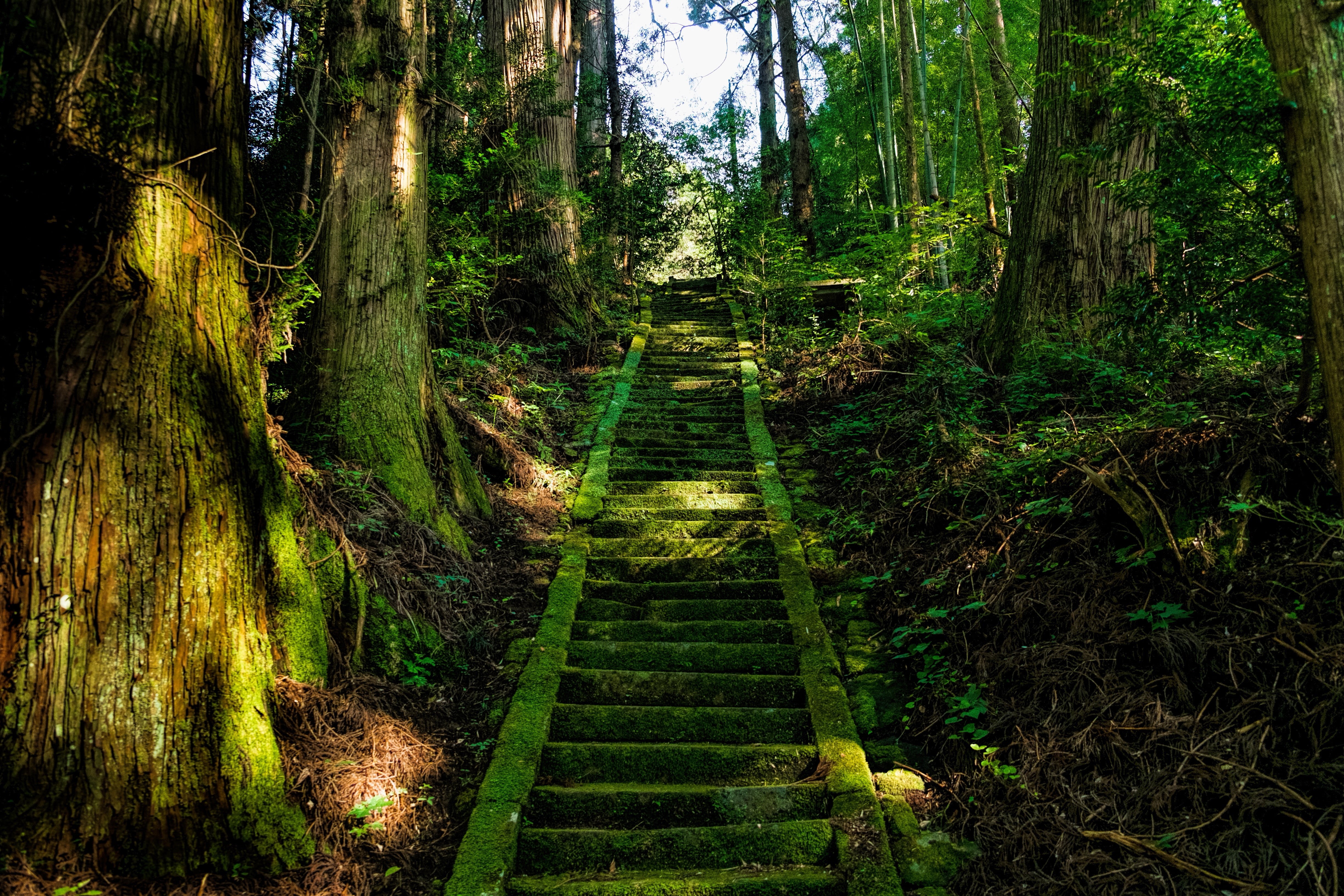 japan, footpath, 4K, lush Foliage, rainforest, trail, land, environment, tranquil Scene, tropical Rainforest, walking, beauty In Nature, wilderness Area, HD Wallpaper