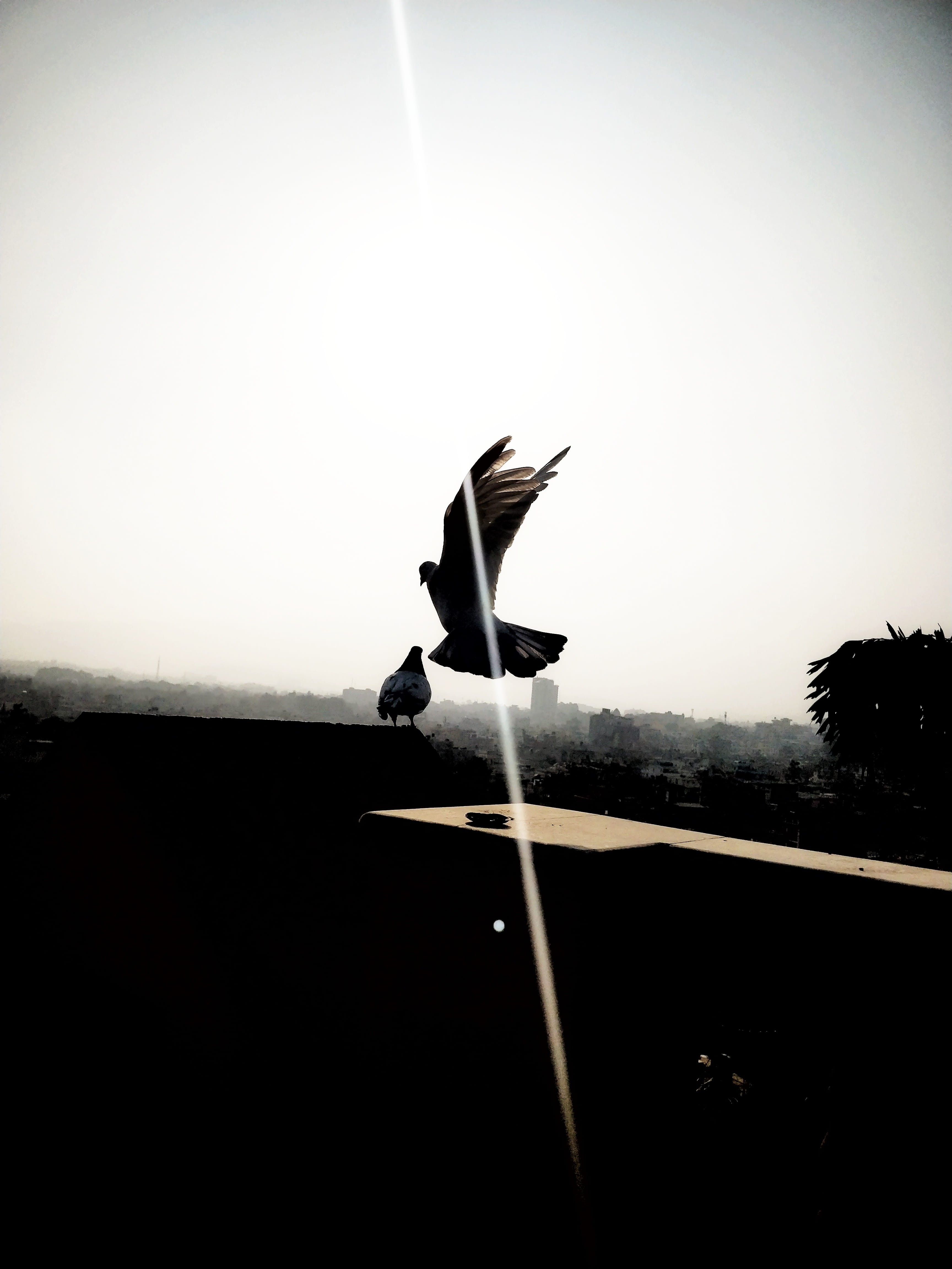 seagull, animal, peigon, sunlight, dom, clear sky, nature, vertebrate, kathmandu, animal themes, day, animals in the wild, no people, animal wildlife, outdoors, Phone HD Wallpaper