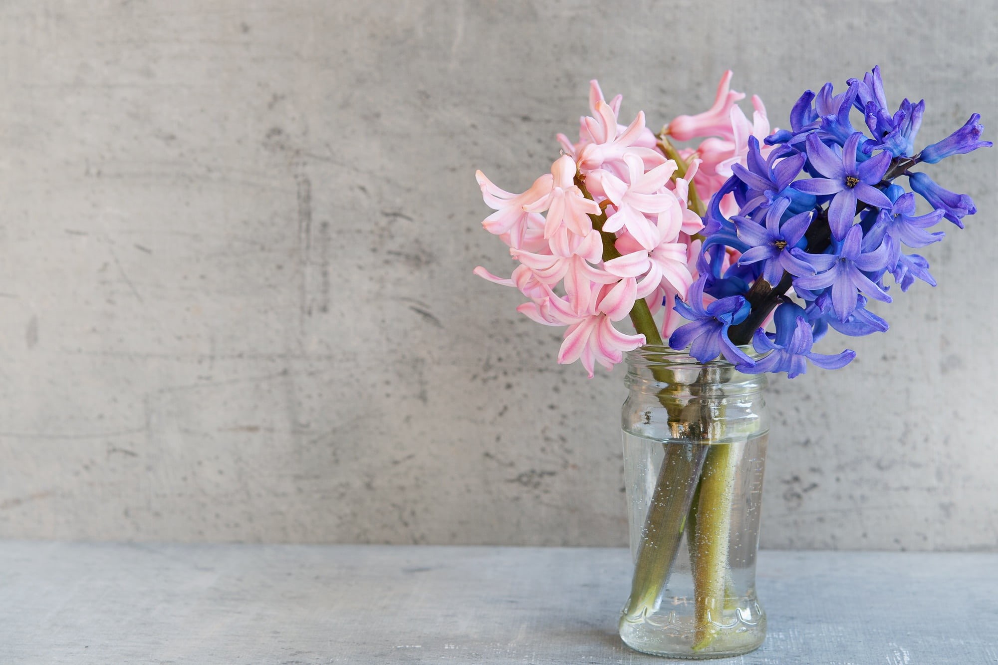 table, flower Head, flower, concrete, cut flowers, flower arrangement, fragrant, pink color, indoors, fragrant flowers, glass, pink, negative space, blue, HD Wallpaper