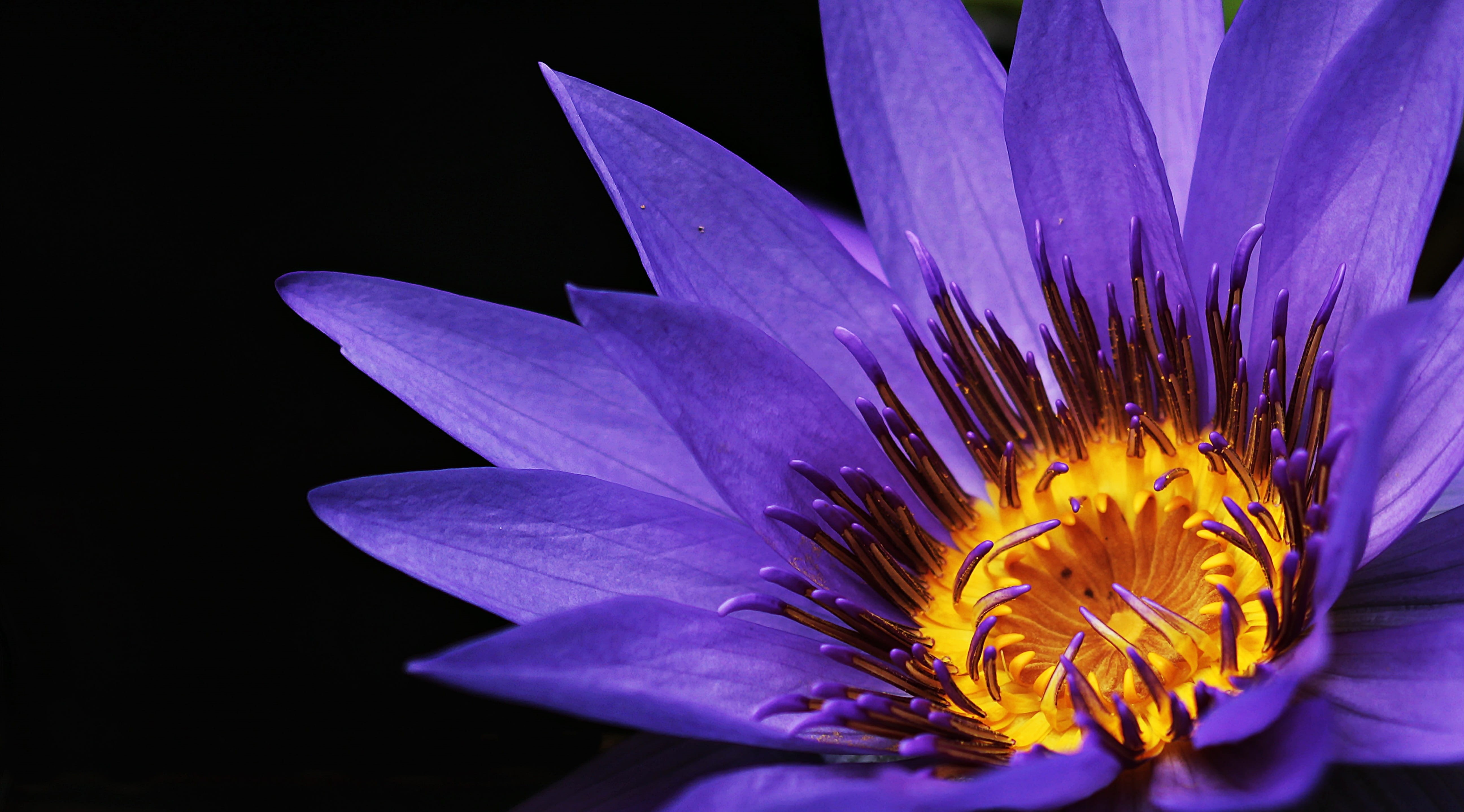 growth, greeting card, focus, blossom, flower head, pollen, inflorescence, bloom, petaled, close-up, photography, map, pond plant, pond flower, purple lily, HD Wallpaper