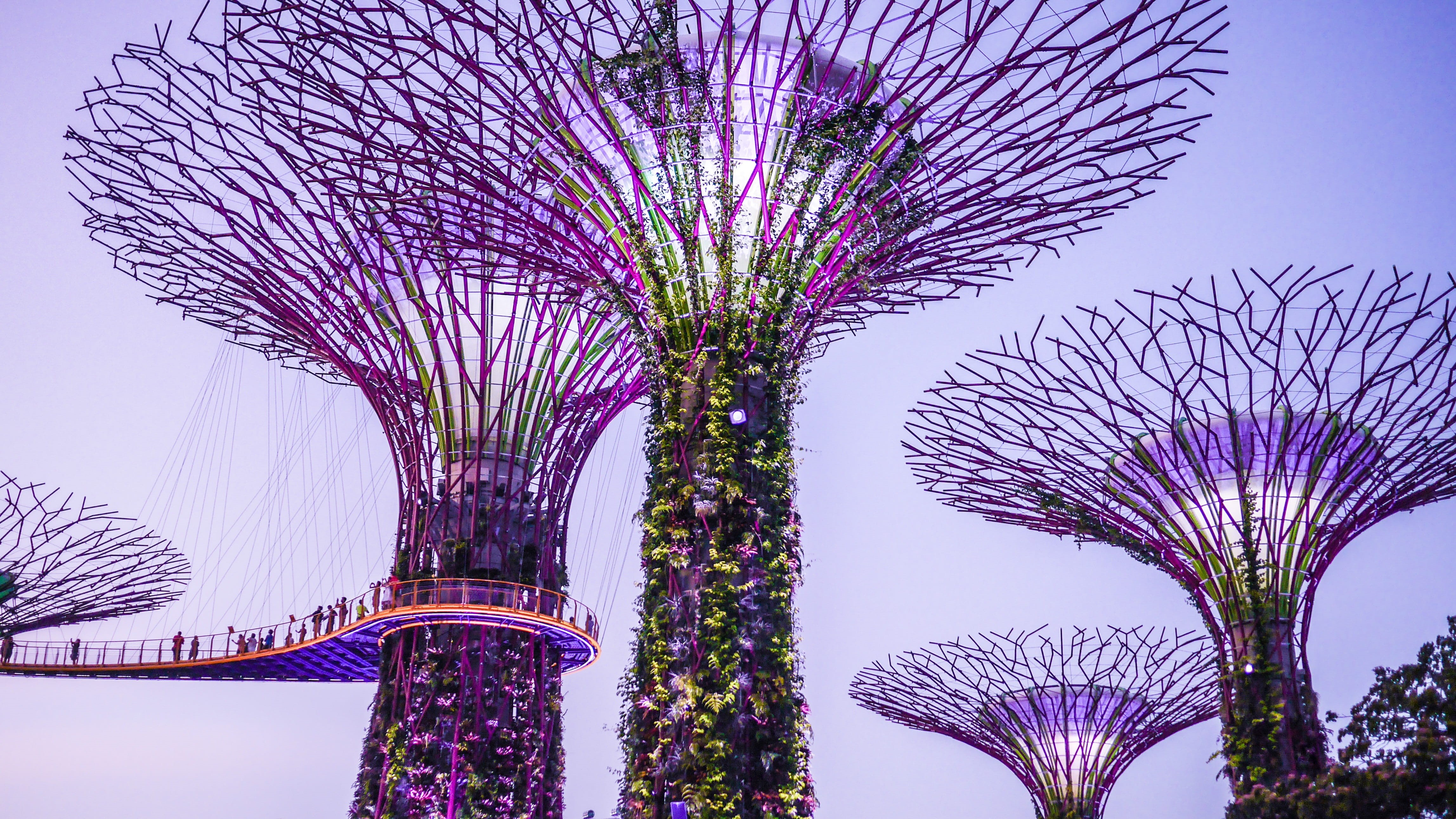 Singapore, purple, architecture, travel destinations, tree, gardens, ornamental garden, no people, plant, building exterior, flowering plant, supertrees, HD Wallpaper