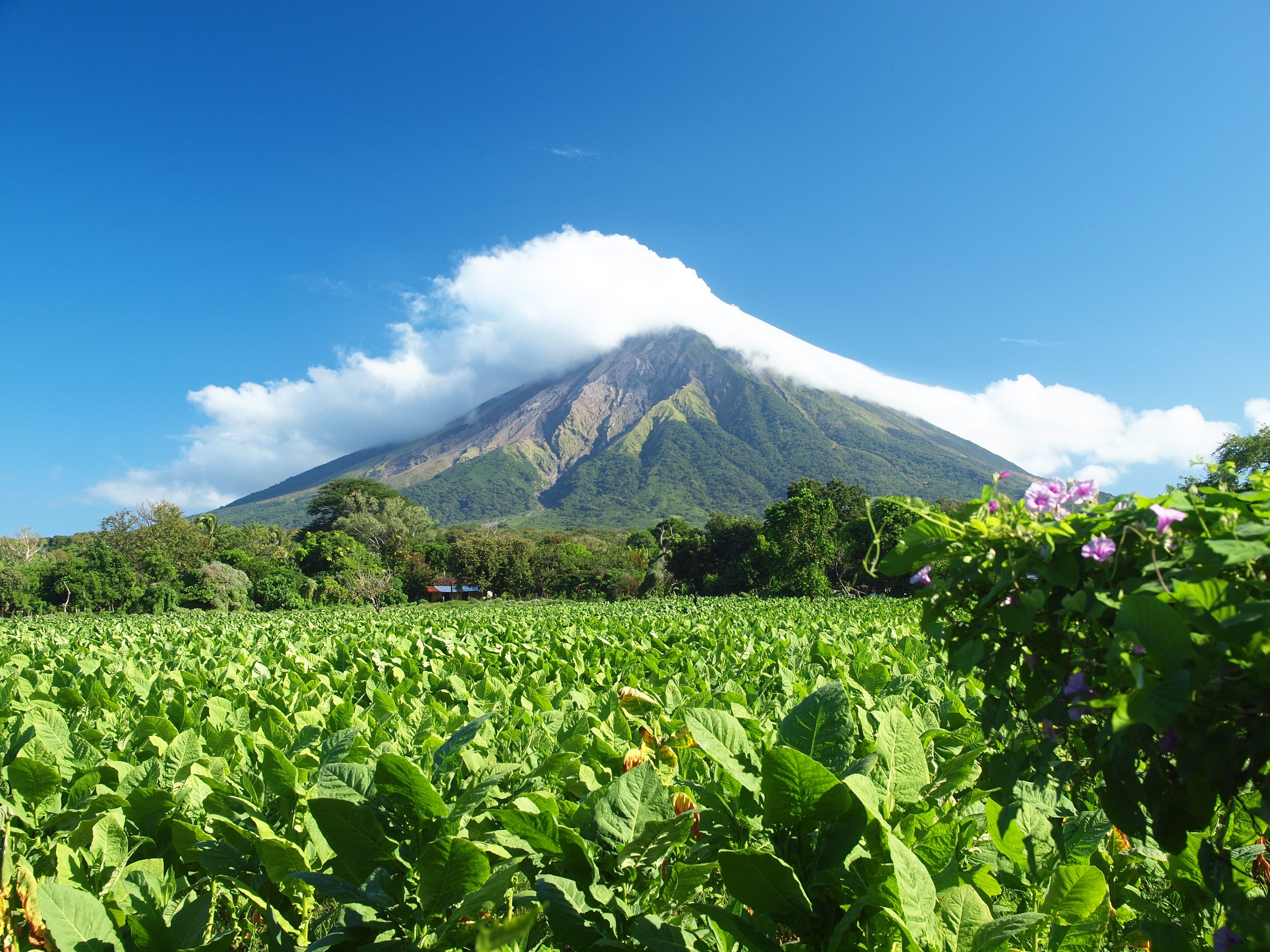 scenics - nature, growth, plant, cover, outdoors, tobacco, 4K, environment, beauty in nature, clouds, ometepe, blue, non-urban scene, rural scene, nature, HD Wallpaper