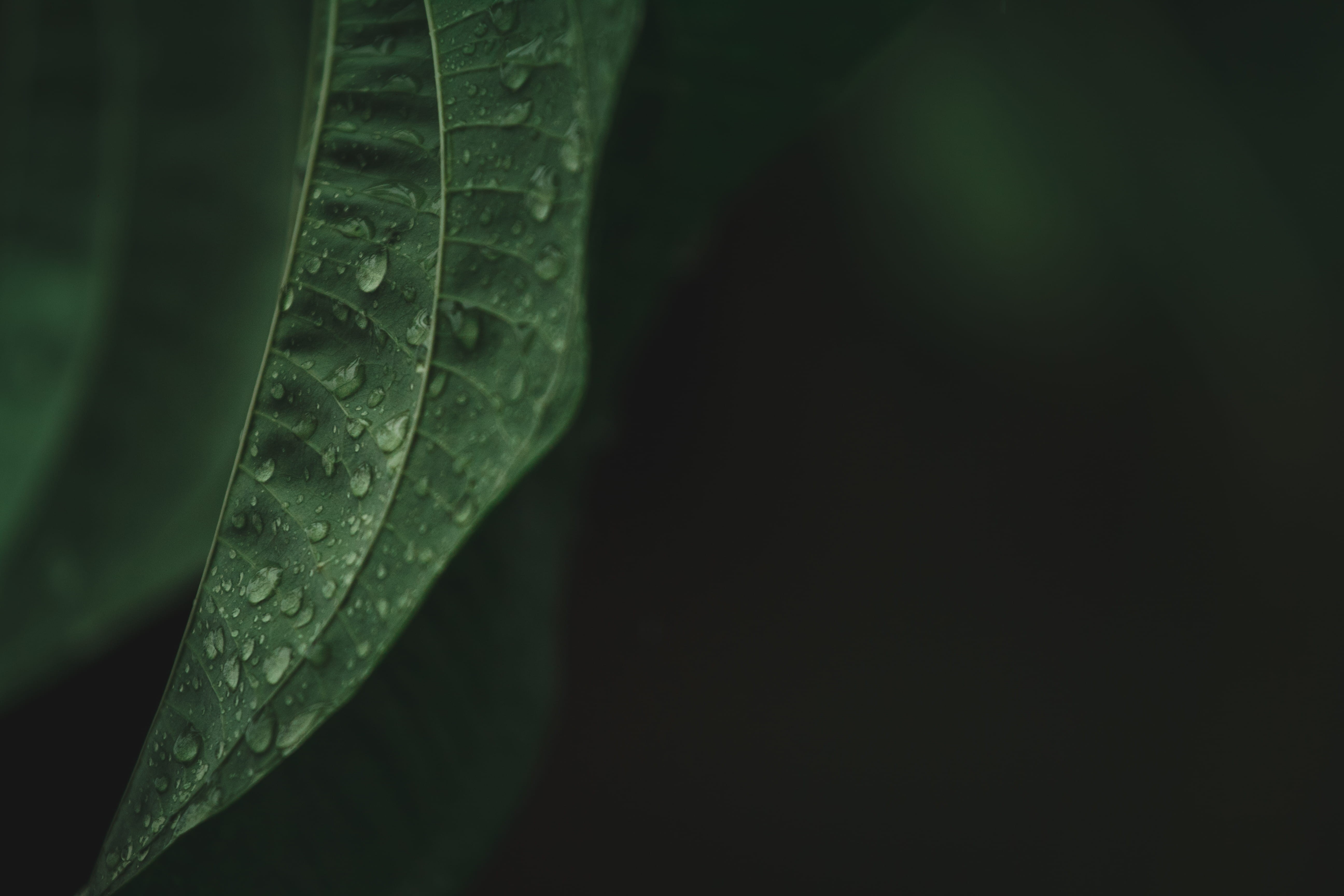 raindrop, leaves, leaf, moss, growth, 5K, leaf vein, annonaceae, tobacco, plant part, no people, freshness, aesthetic, droplet, brazil, dew, HD Wallpaper