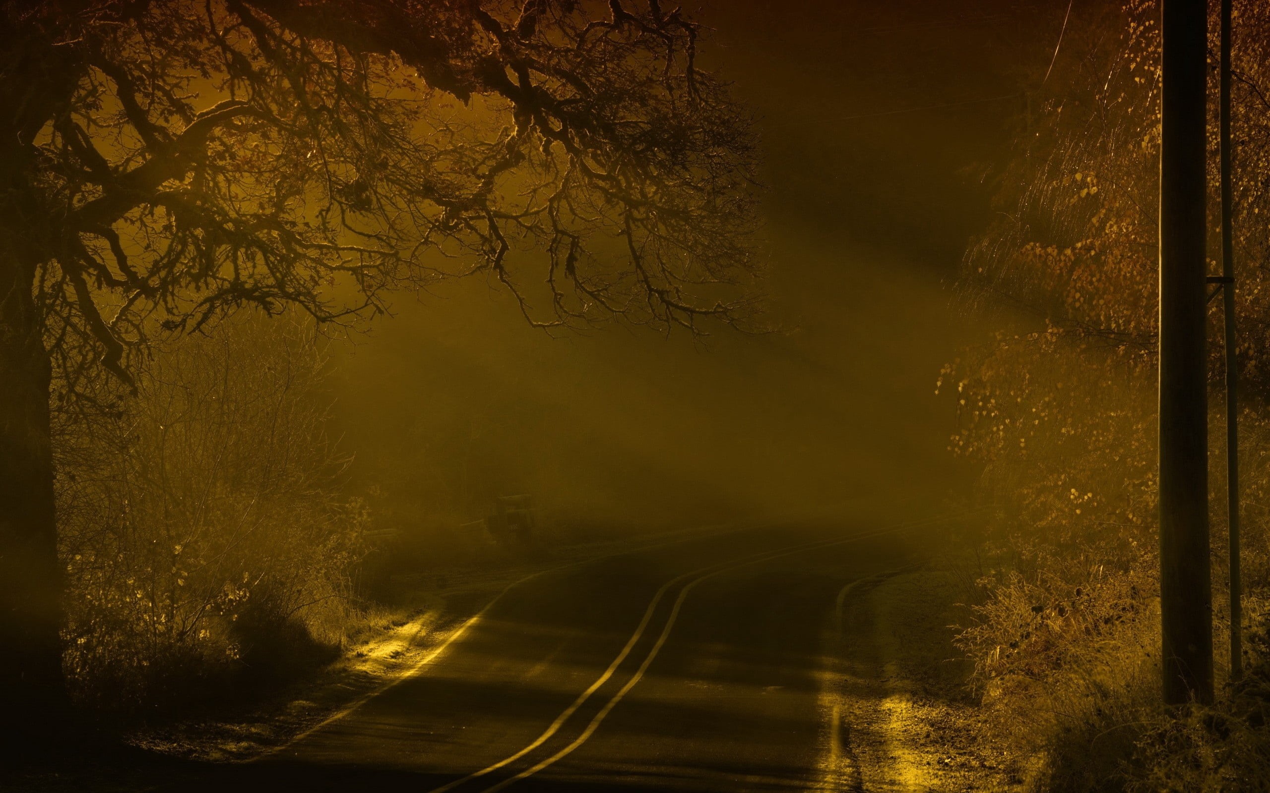 fog, scenics, tree, nature, tranquility, illuminated, landscape, rural Scene, car, spooky, outdoors, sunlight, marking, plant, transportation, forest, branch, HD Wallpaper