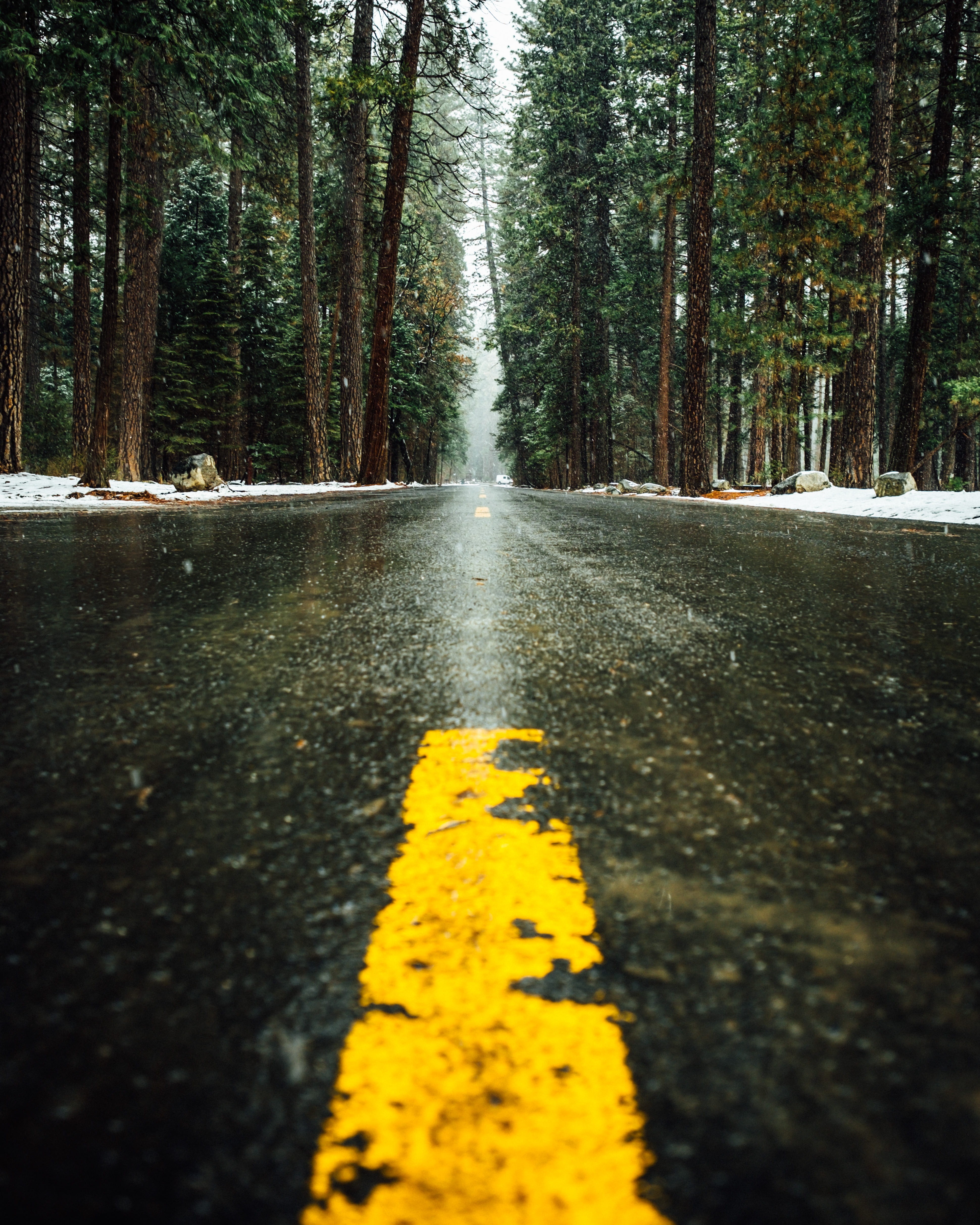 black, concrete, tree, double yellow line, the way forward, pine tree, yellow line, transportation, sign, surface level, direction, no people, plant, snow, Phone HD Wallpaper