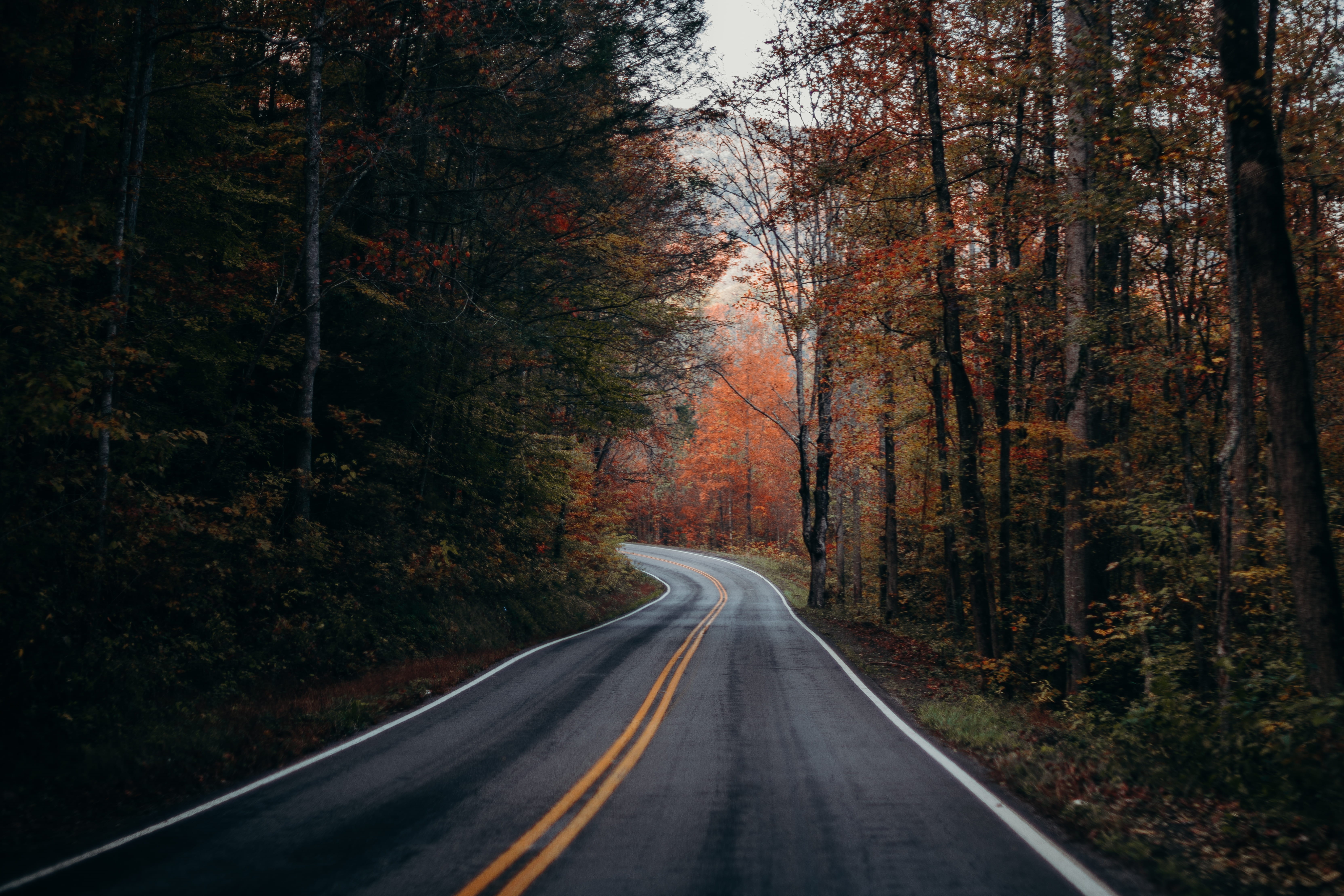 the way forward, autumn, trees, no people, photo, long, direction, yellow line, lines, road, transportation, road marking, sign, tranquility, diminishing perspective, HD Wallpaper