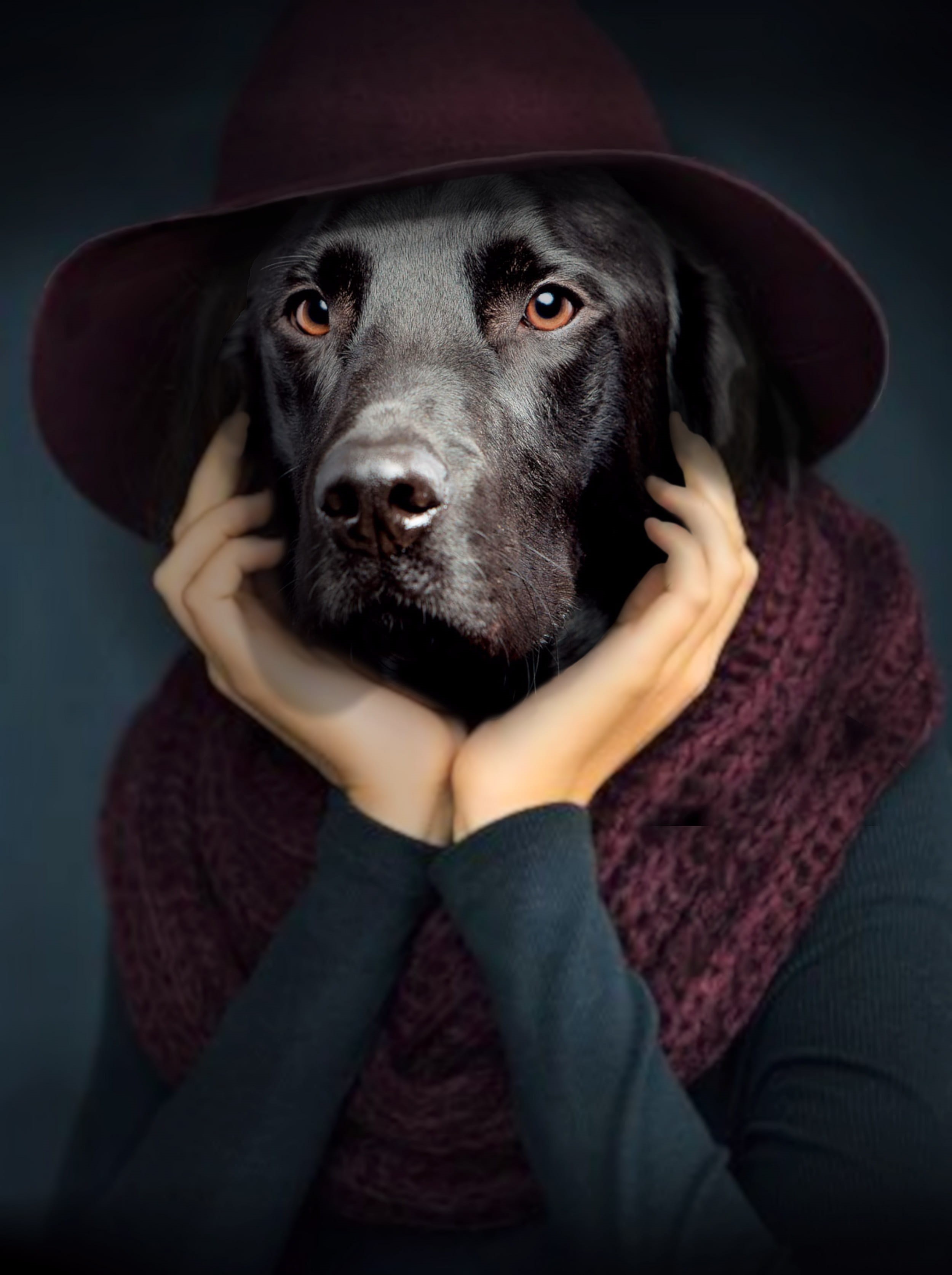 person, hat, close-up, indoors, pets, dog, photo, sitting, clothing, vertebrate, 2K, portrait, canine, black, people, head, thinker, domestic, mammal, Phone HD Wallpaper