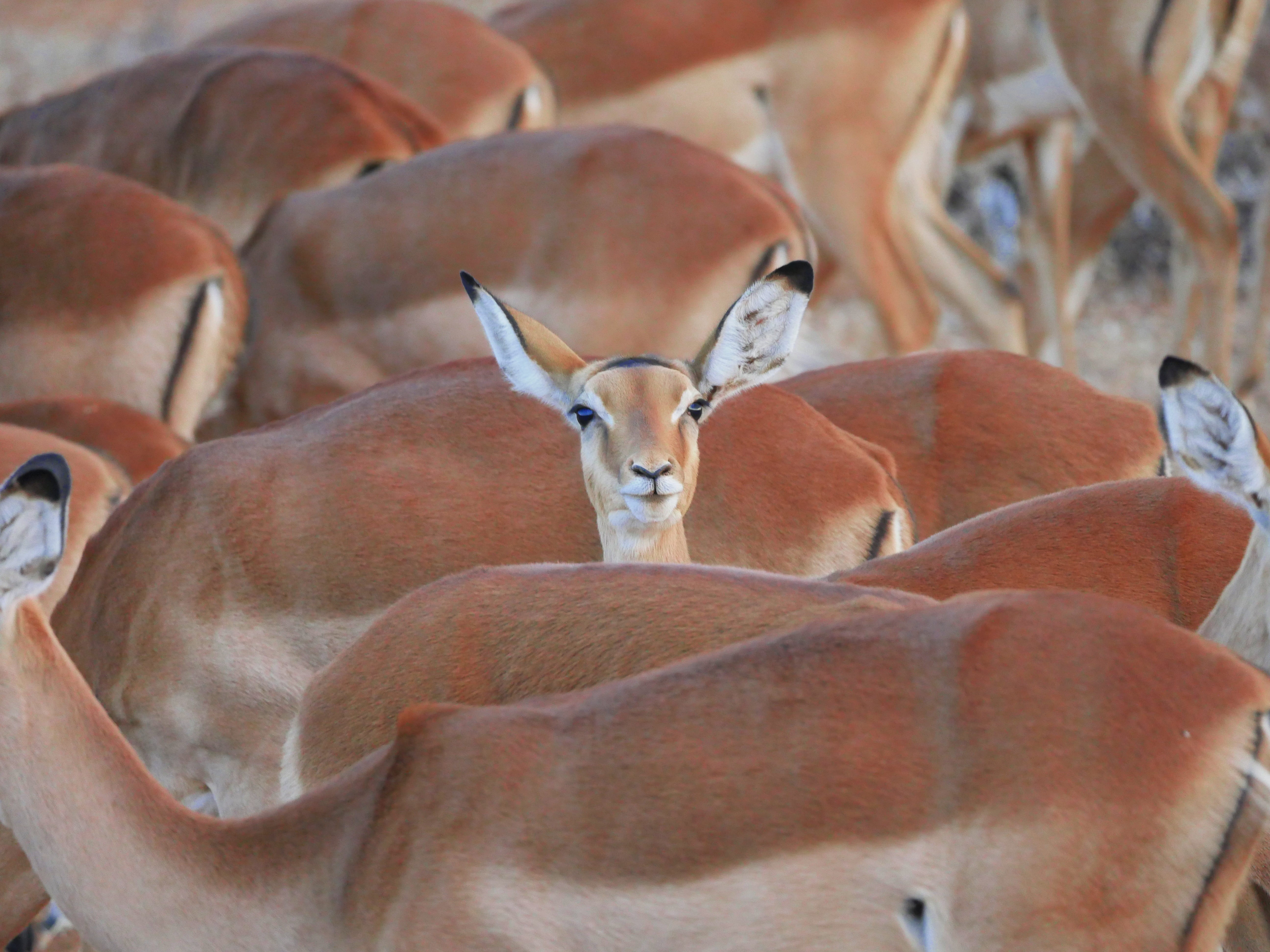 cheeky, center, day, mammal, smart, focus on foreground, animal wildlife, safari, herbivorous, lateral thinker, nature, striking, animals in the wild, no people, HD Wallpaper
