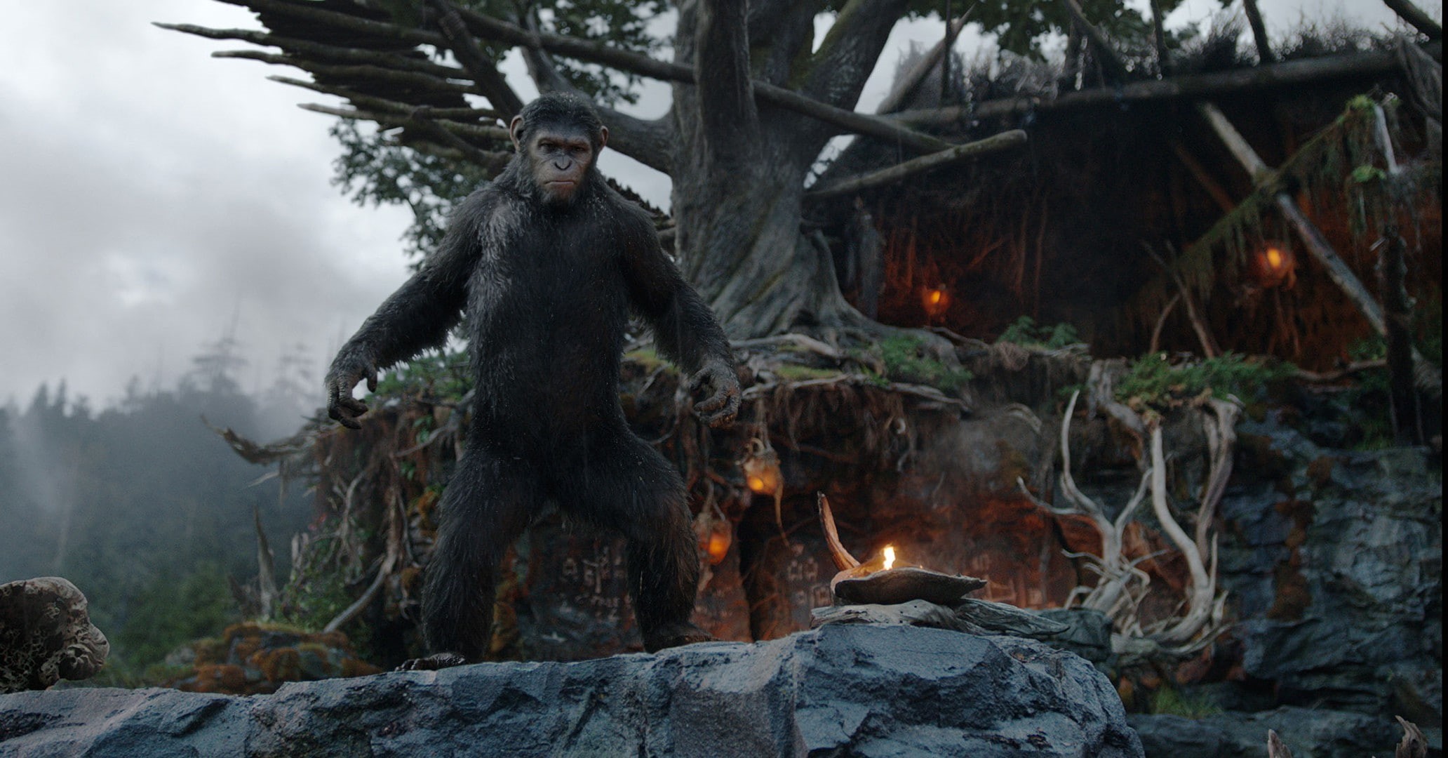 revolution, cesar, planet, rise, Planet of the Apes, The Revolution, apes, Caesar, 1080P, Dawn of the Planet of the Apes, HD Wallpaper