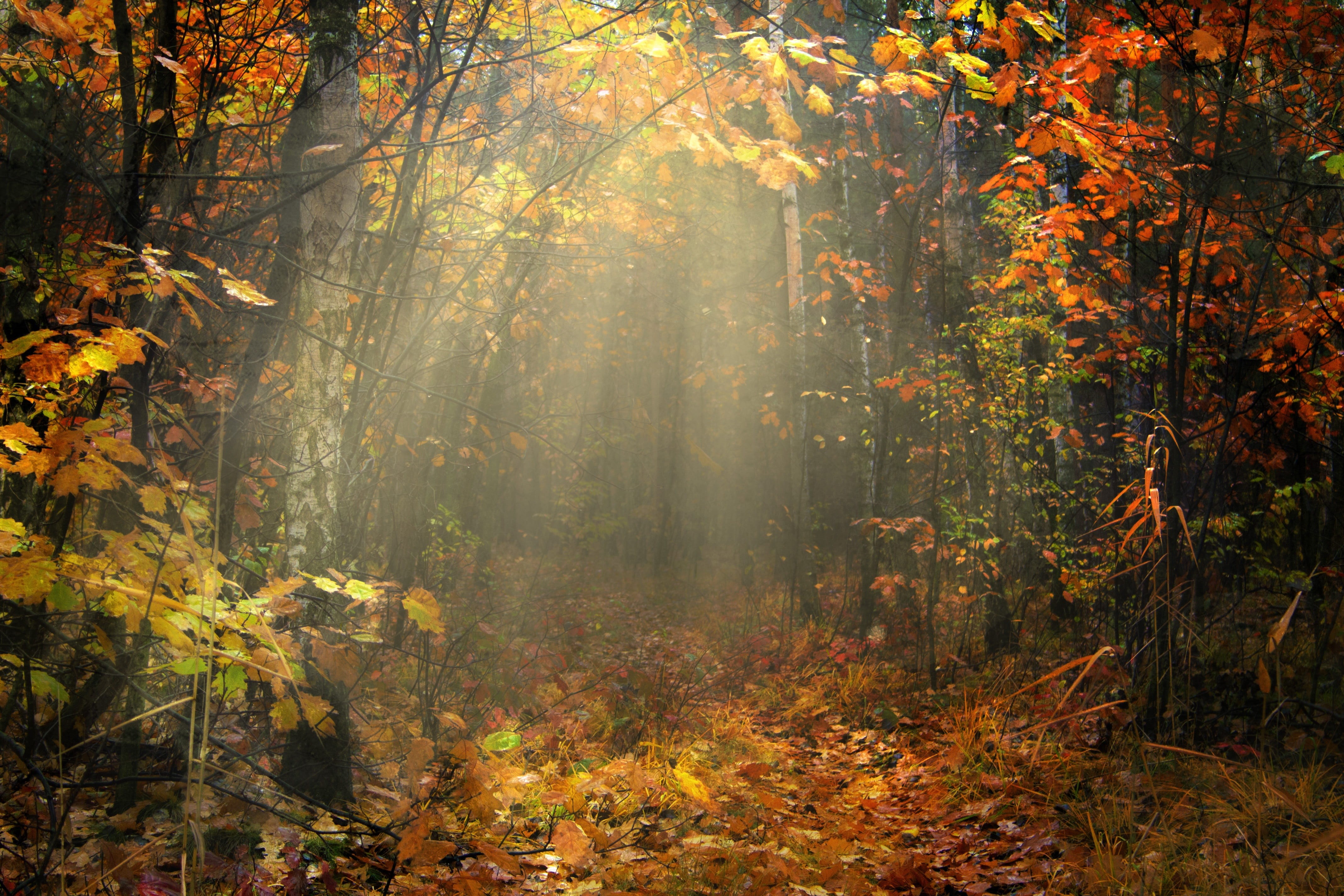 land, foliage, change, reverie, clone, the silence, sunrise, no people, rays, flora, the stem, landscape, at the court of, tranquil scene, fog, leaf, nostalgia, HD Wallpaper