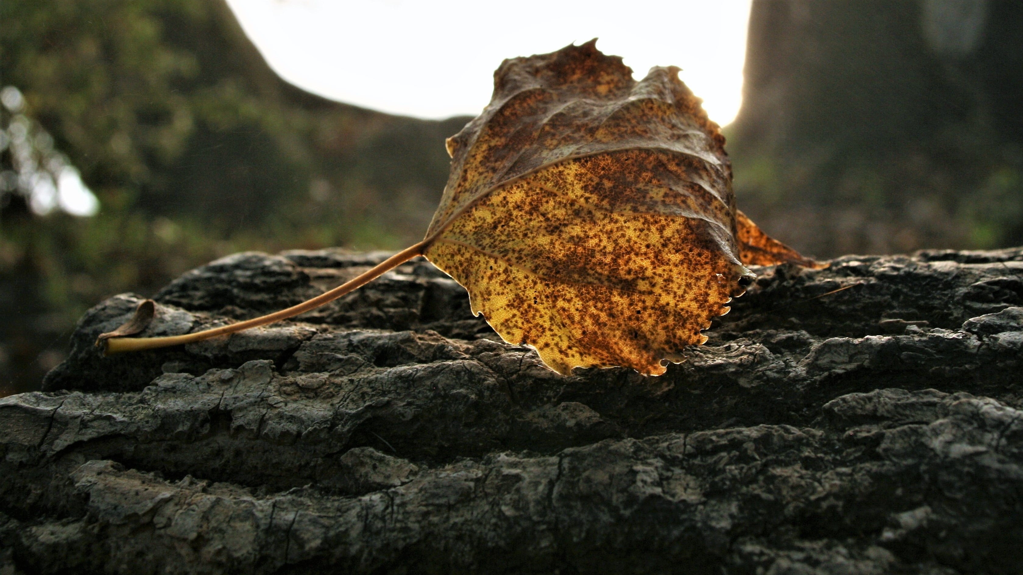 moss, tree trunk, morning, rock, closeup, the structure of the, wavy, travel destinations, outdoors, plant, przeswietlony, porous, nostalgia, autumn forest, HD Wallpaper