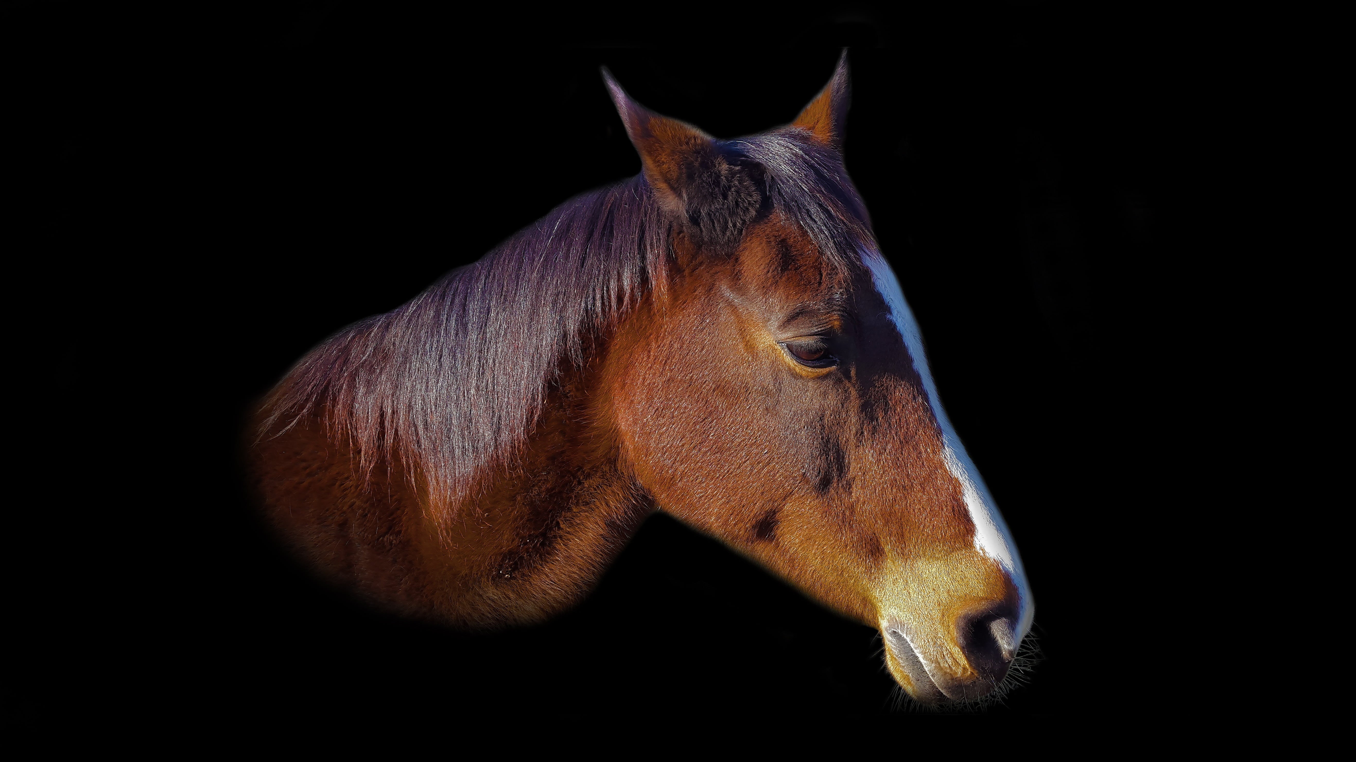 animal portraits, photo, equestrian, no people, animal, underwater, indoors, animal mouth, animal head, headbust, studio shot, one animal, stallion, 5K, HD Wallpaper