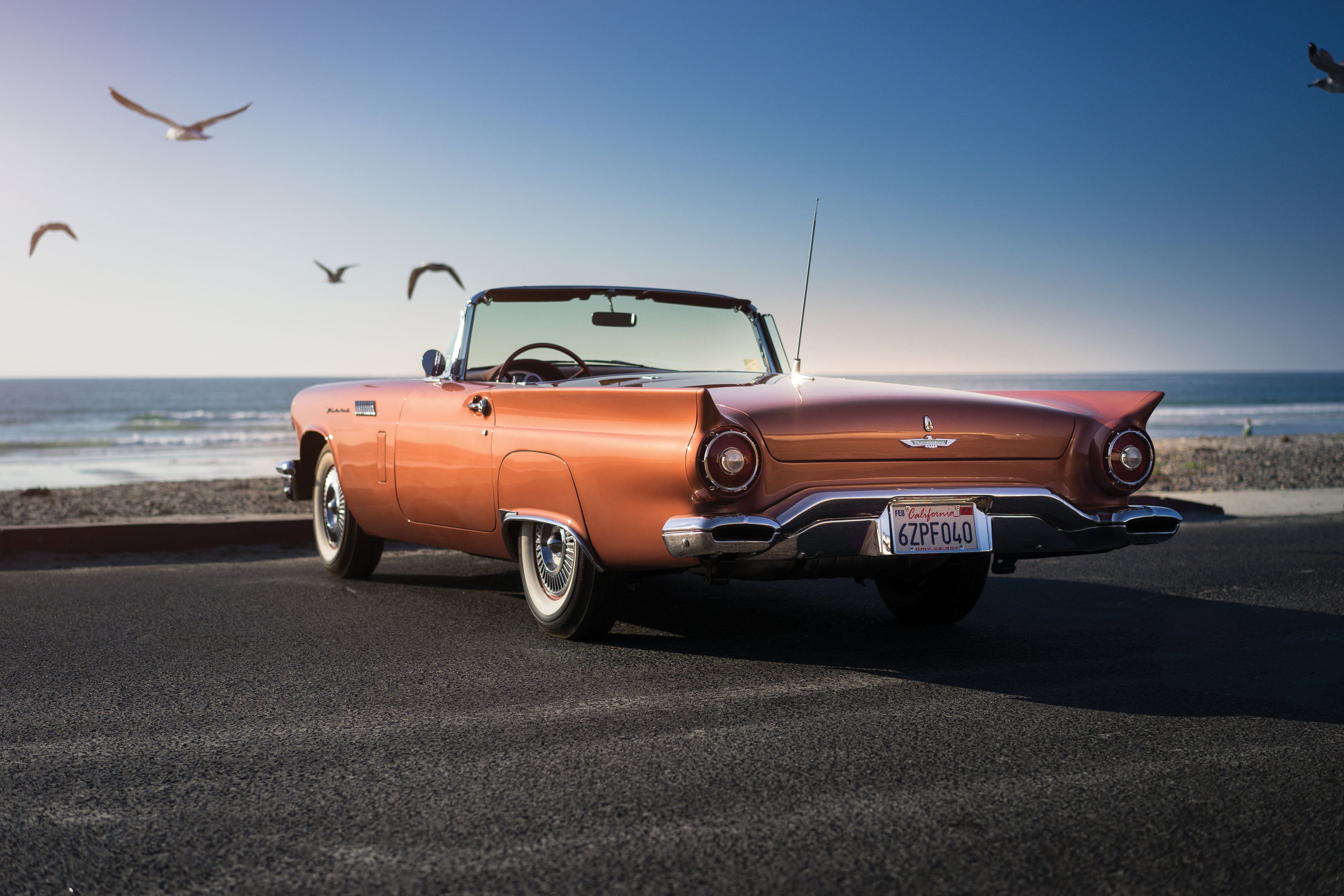 orange, road Trip, convertible, front View, 4K, sports Car, seagull, vintage, color Image, animal themes, collectors Car, sea, uSA, ford, luxury, blue, HD Wallpaper