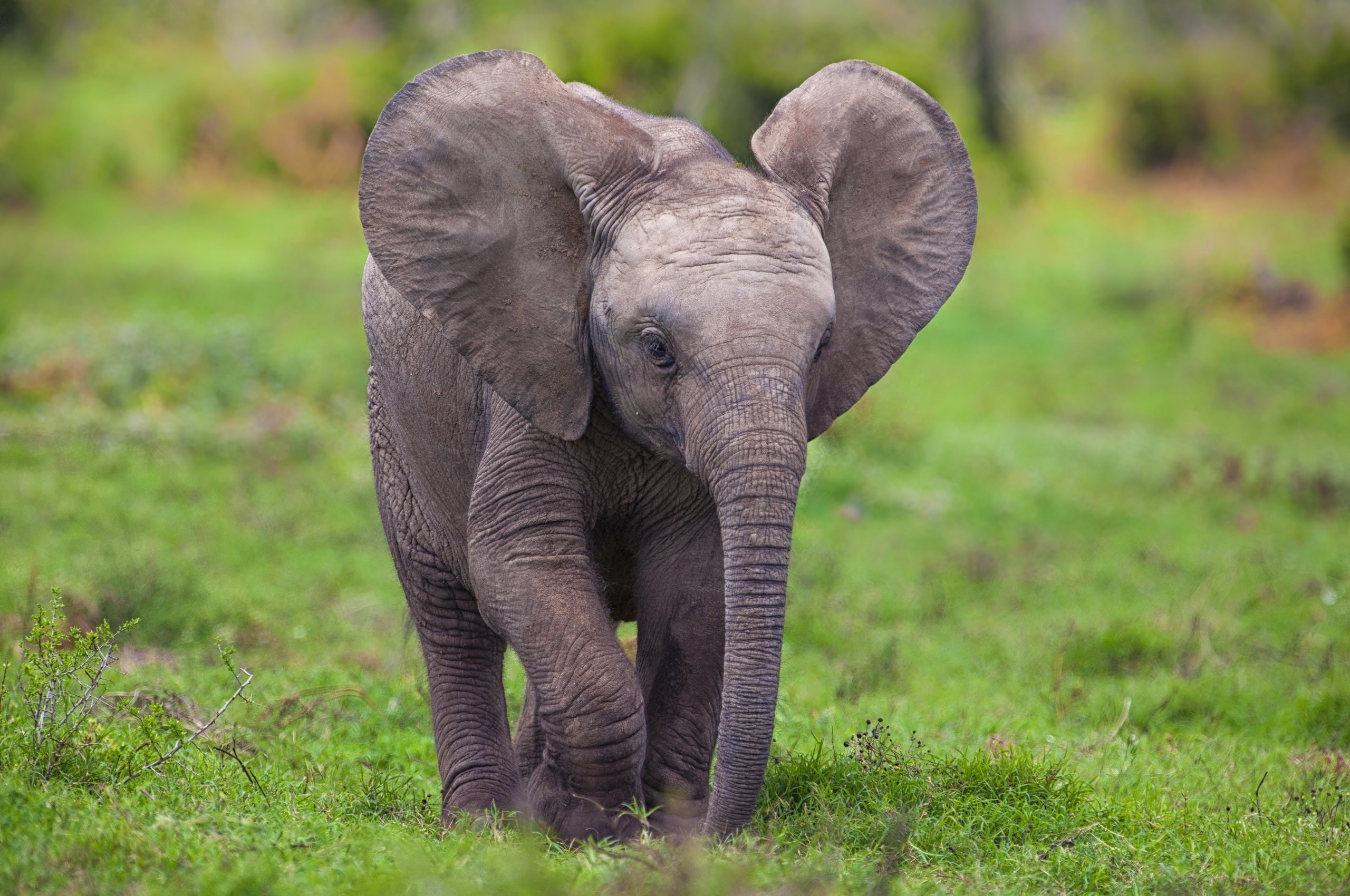 animals, chrome, video, hd, elephant, art, 2K, elephants, os, mario, games, baby, moreno, safari, HD Wallpaper