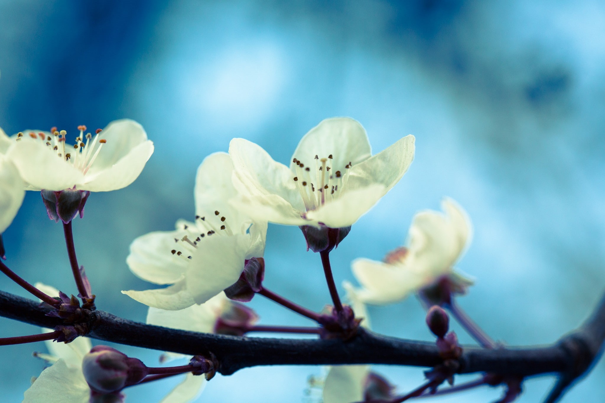 flower head, Chrome Cast, focus on foreground, flower, selective focus, day, 1080P, beauty in nature, growth, no people, inflorescence, freshness, close-up, HD Wallpaper