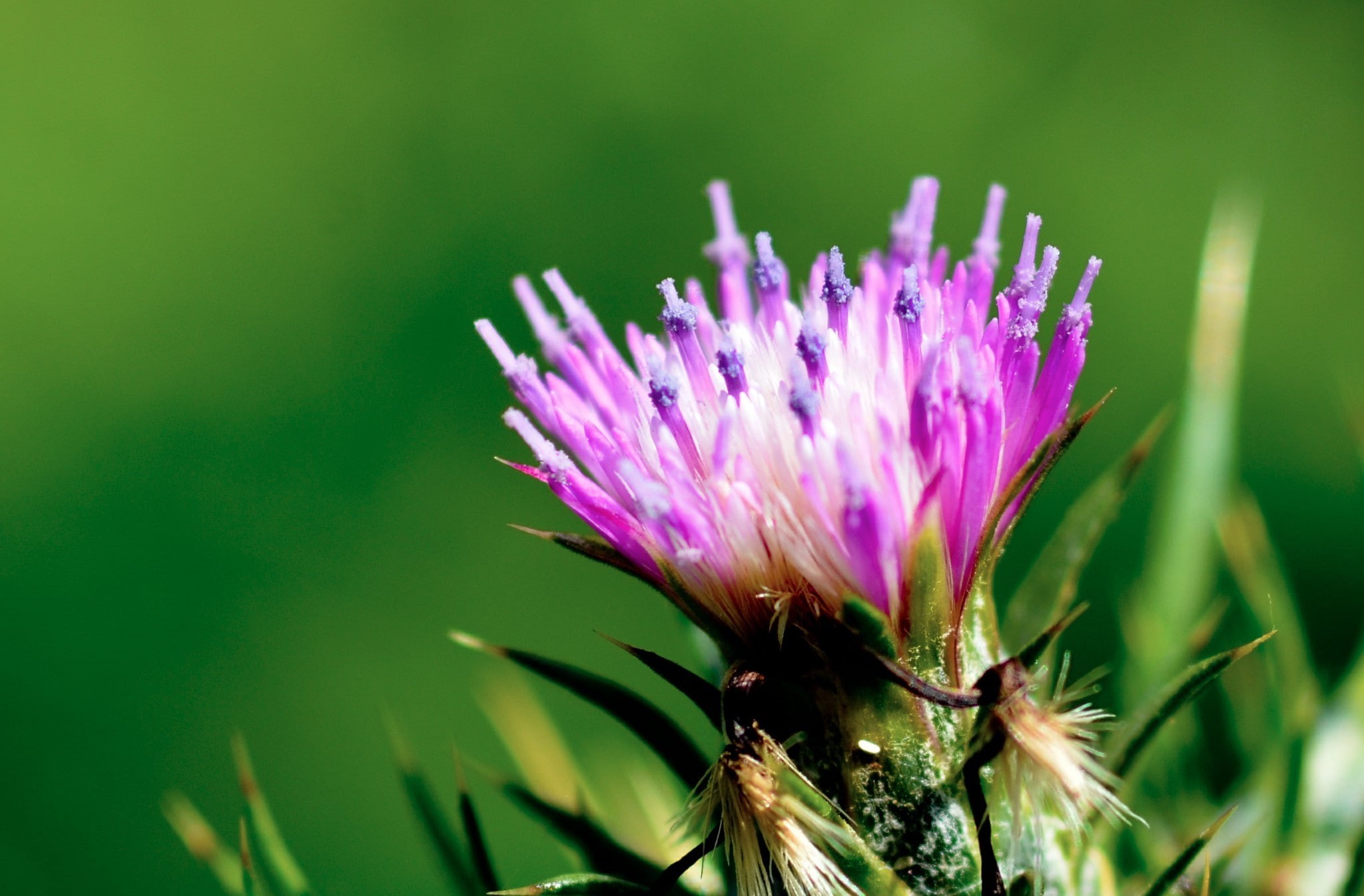pink color, close-up, pollination, flowering plant, flower, Chrome Cast, beauty in nature, no people, insect, purple, plant, freshness, one animal, thistle, HD Wallpaper