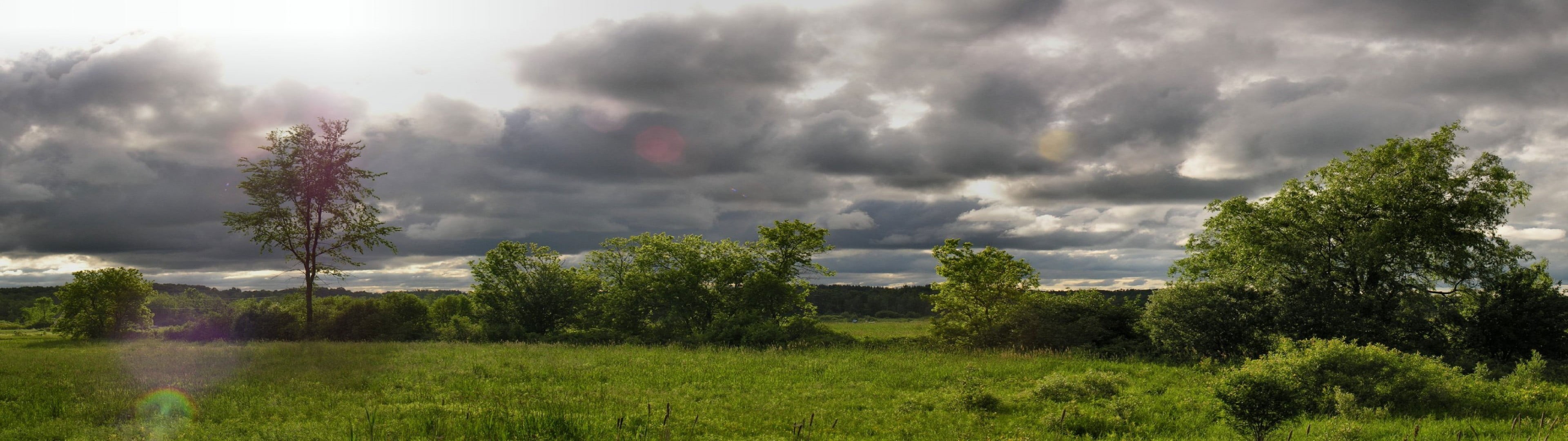 panoramic, forest, beauty in nature, nature, scenics - nature, plant, storm, sky, torrential rain, environment, green, 4K, tree, thunderstorm, no people, HD Wallpaper