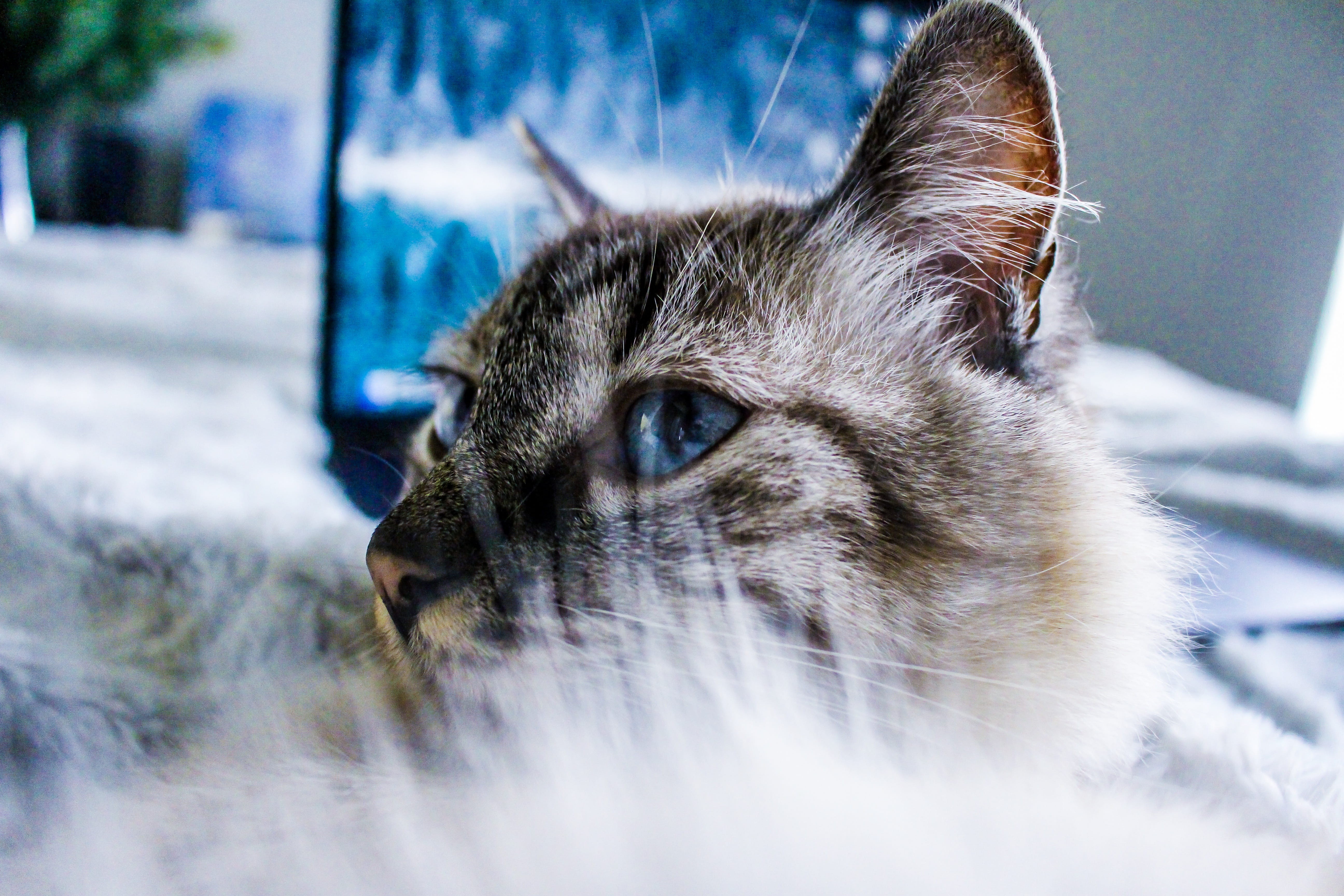 blue, animal body part, feline, mammal, home, 5K, pets, close-up, hairy, one animal, animal eye, cats, explore, no people, selective focus, pet, domestic cat, HD Wallpaper