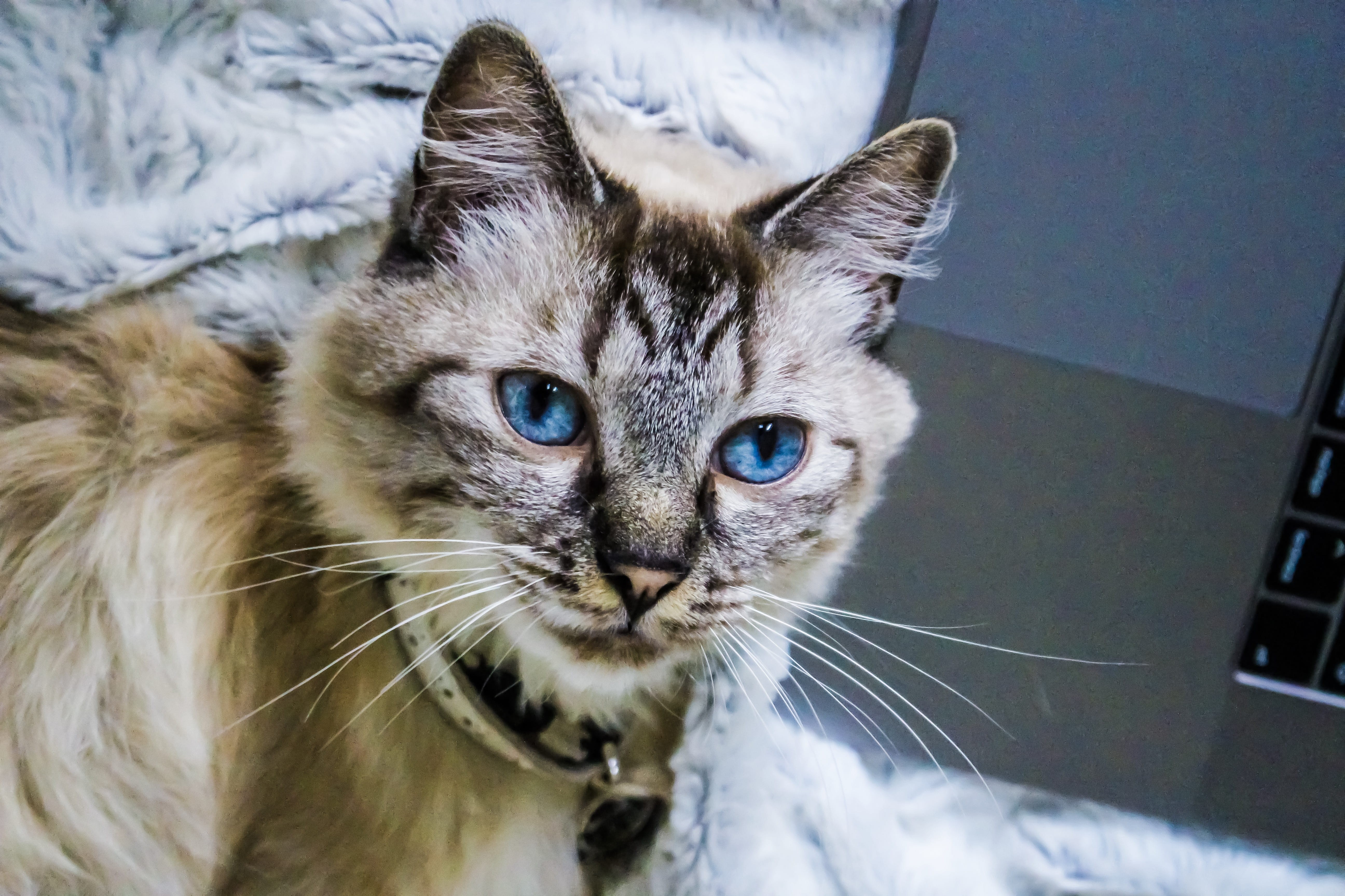kitten, eyes, animal, animal head, domestic, world, home, no people, baby, animals, hairy, mammal, blue, one animal, indoors, animal eye, 5K, pet, focus on foreground, HD Wallpaper
