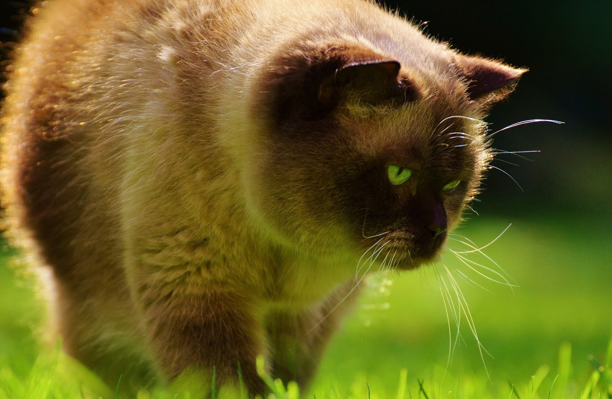close-up, coated, Pets, one animal, Mieze, outdoors, BritishShorthair, domestic animals, animal wildlife, mammal, short, Animal, profile view, snout, brown, HD Wallpaper
