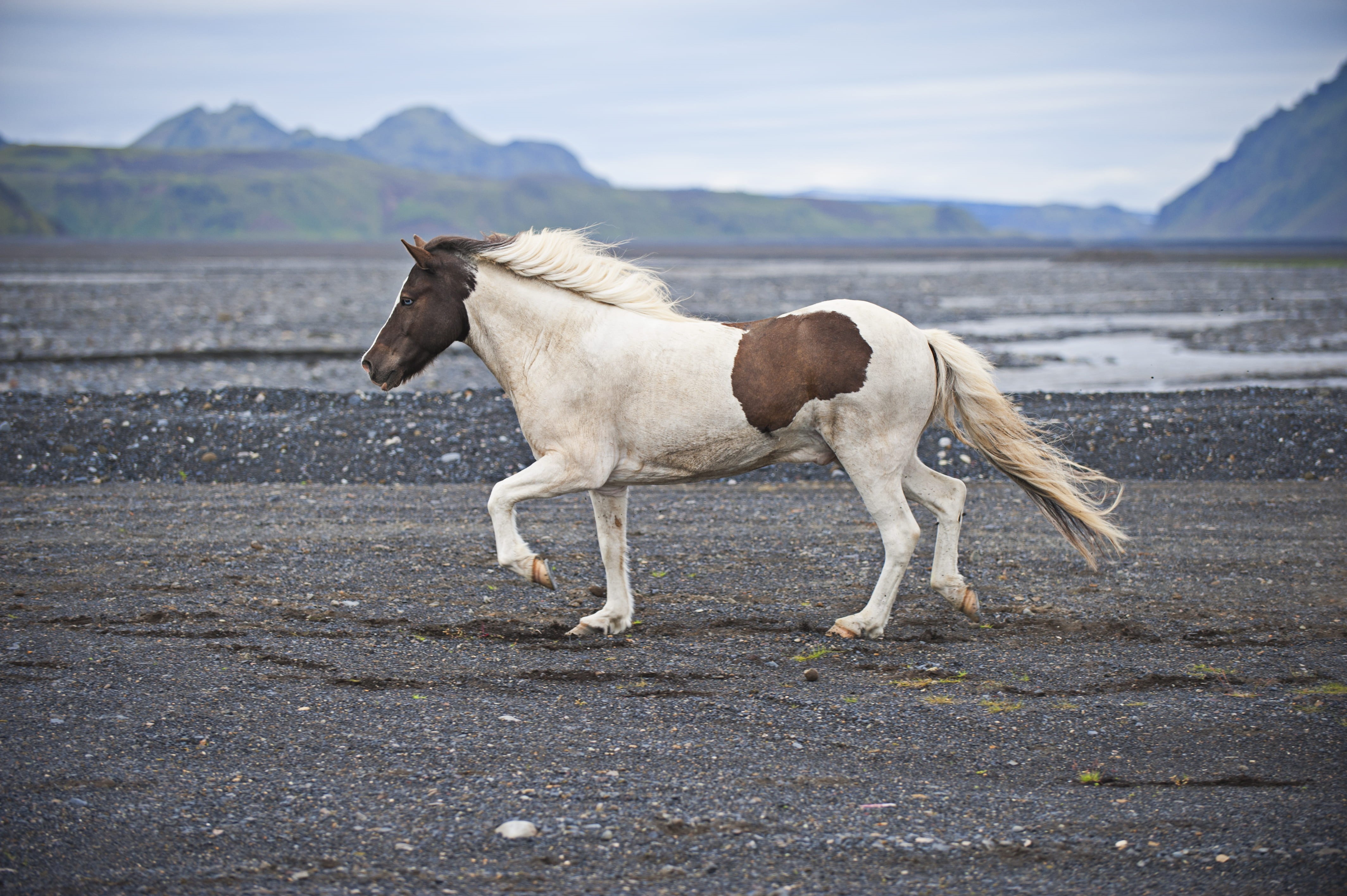 animal, day, livestock, pony, daytime, running, side view, pets, animal wildlife, domestic, mammal, nature, domestic animals, water, horse, brown, no people, HD Wallpaper