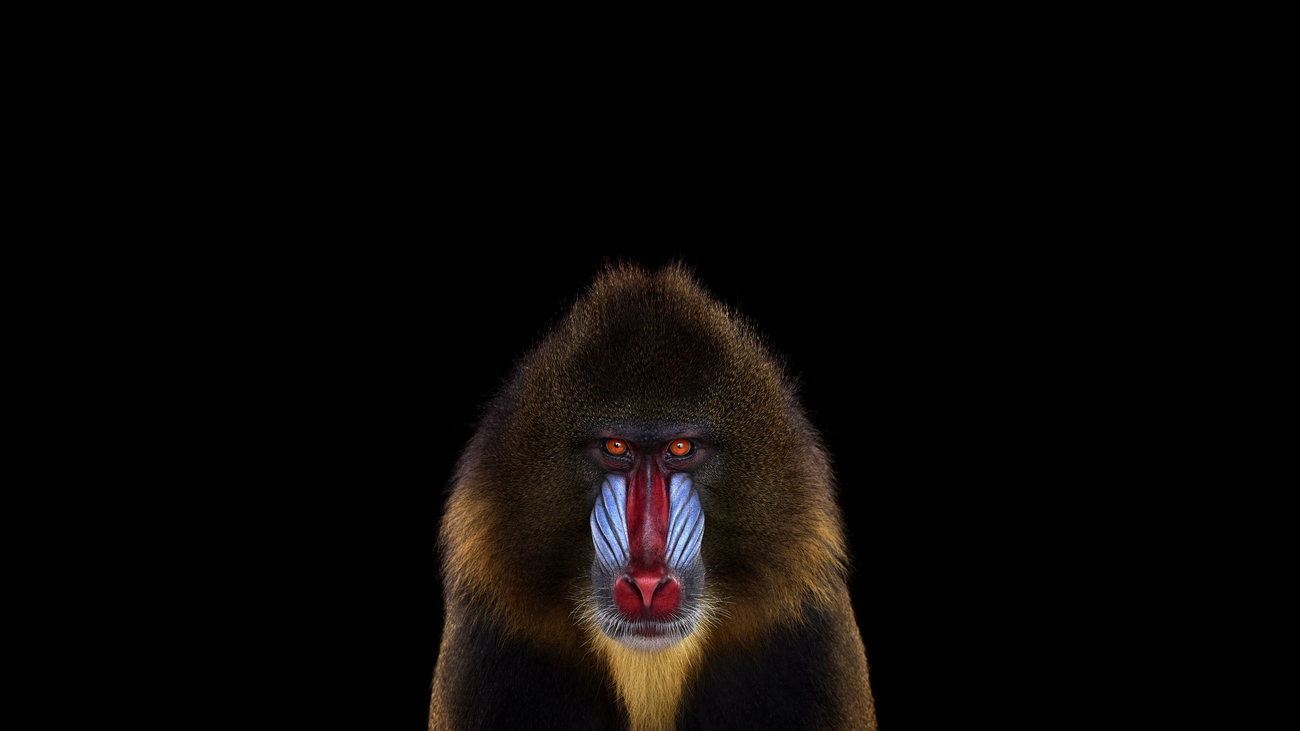 simple background, mandrill, 2560x1440, animals, photography, background, simple, 2K, HD Wallpaper