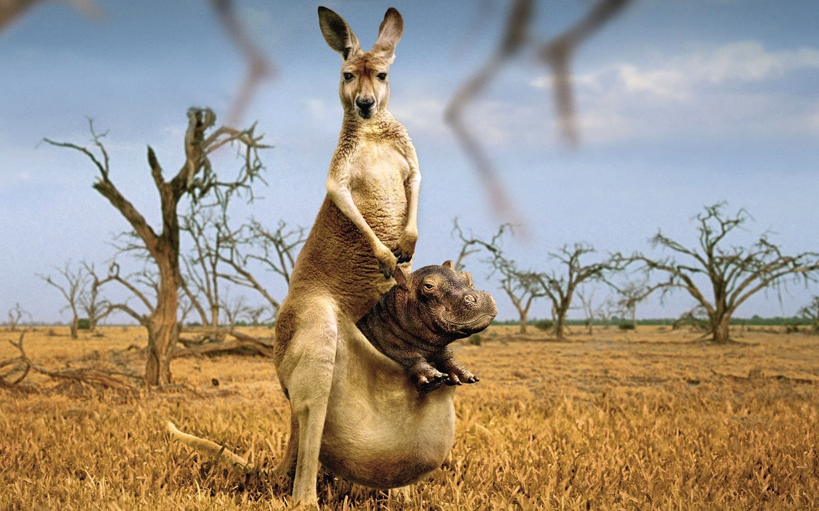 tree, two animals, vertebrate, no people, kangaroo, 720P, animal themes, hippos, animal family, young animal, landscape, animals in the wild, sky, mammal, HD Wallpaper