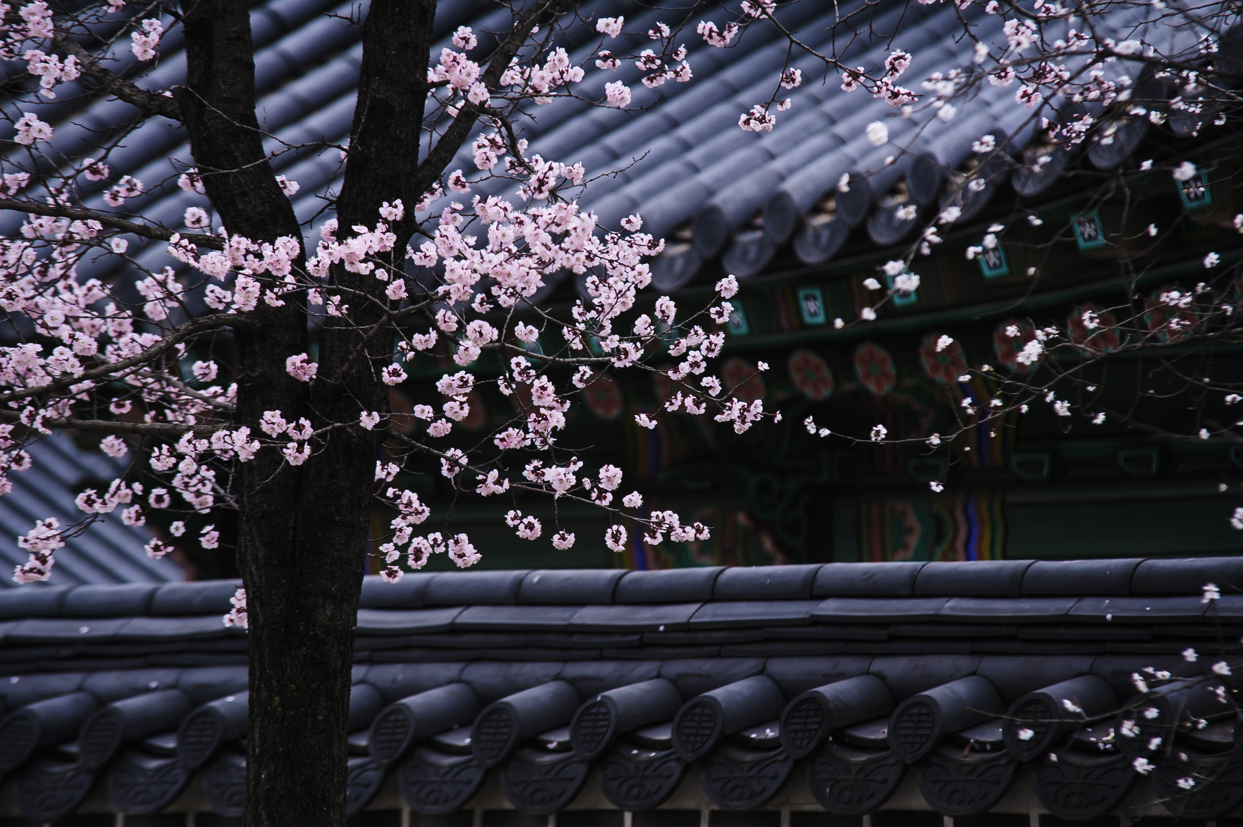 outdoors, blossom, fragility, forbidden city, traditional, yard, close-up, growth, flower, nature, cherry, plum, 4K, spring, freshness, building, plant, HD Wallpaper