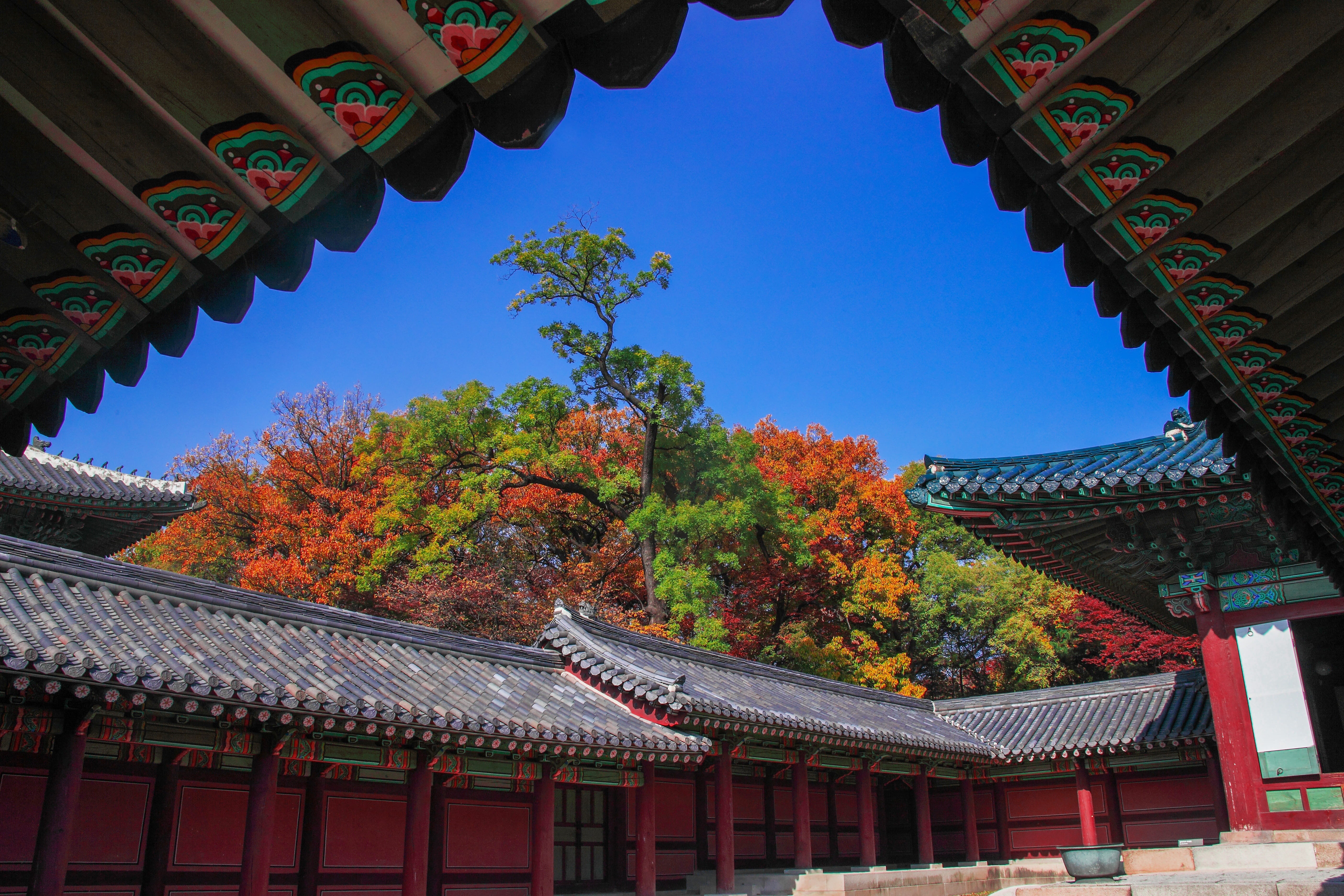 outdoors, no people, roof tile, change, autumn, building exterior, changgyeonggung, day, seoul, traditional, architecture, spirituality, plant, changdeokgung, HD Wallpaper
