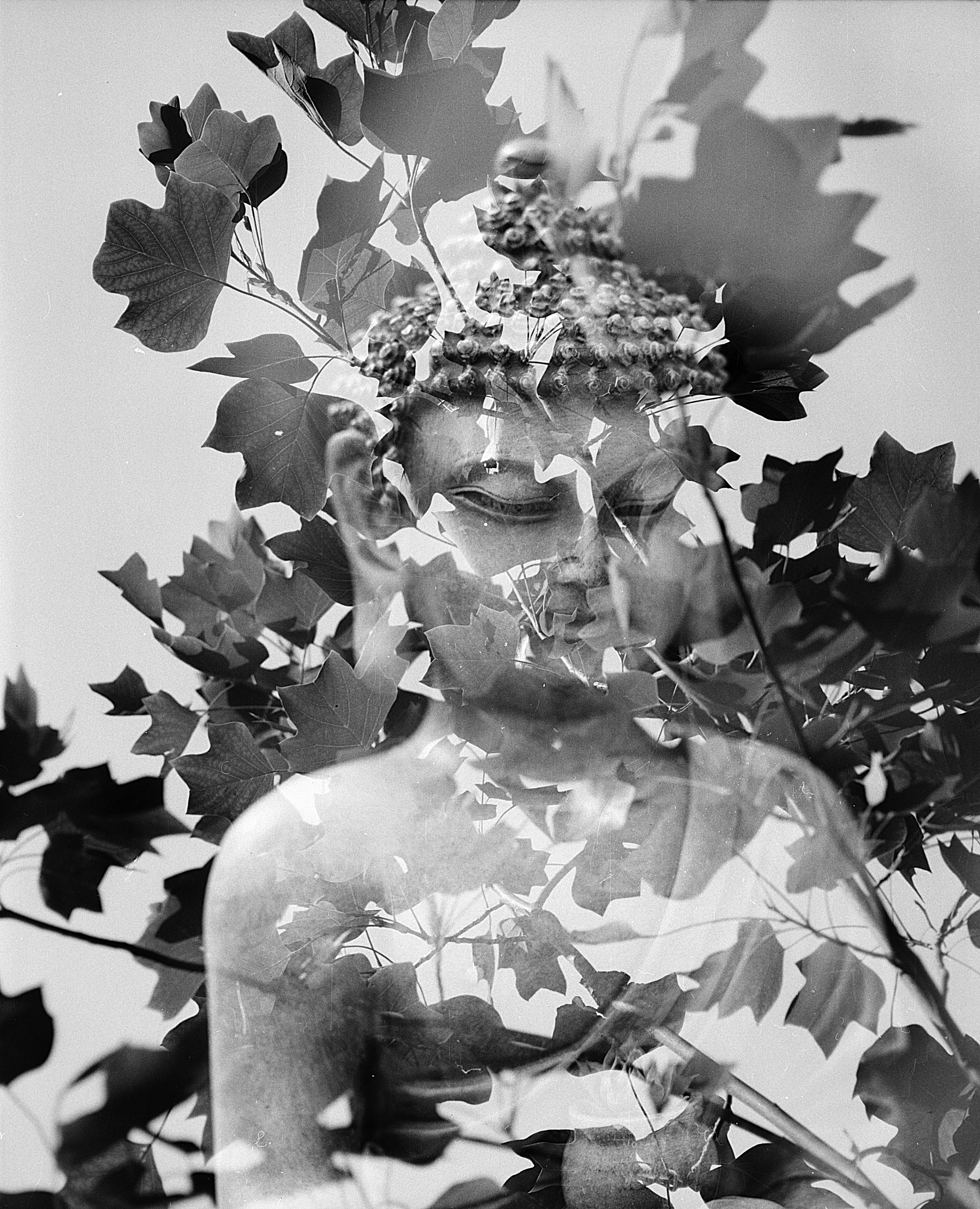 meditation, leaf, buddhist, grayscale, buddhism, outdoors, growth, flower, nature, spiritual, statue, freshness, religion, mantra, 5K, day, no people, Phone HD Wallpaper