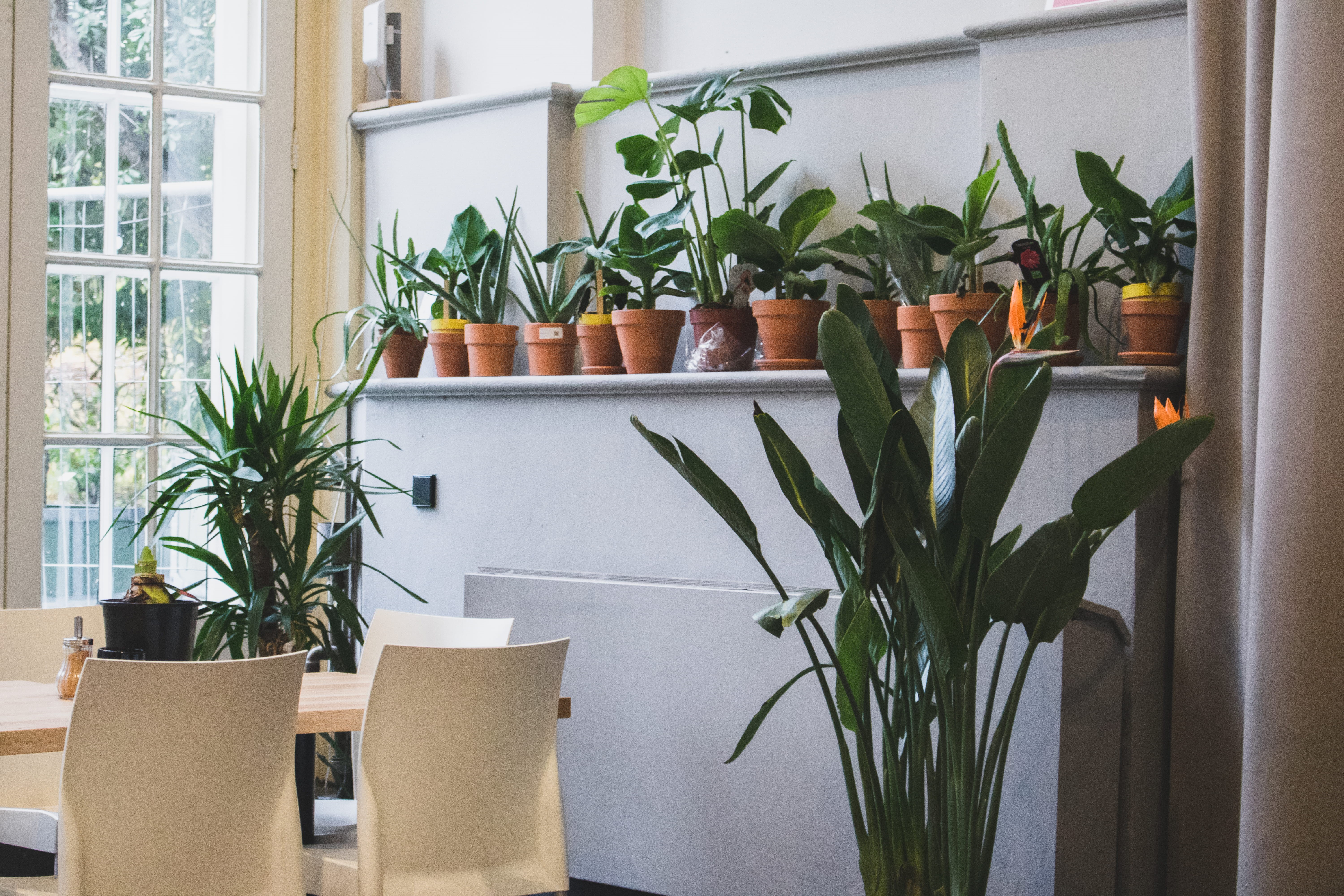 potted plant, shelf, box, near, fragility, freshness, plant, restaurant, dining table, tabletop, houseplant, outdoors, room, green color, individual, cafe, HD Wallpaper