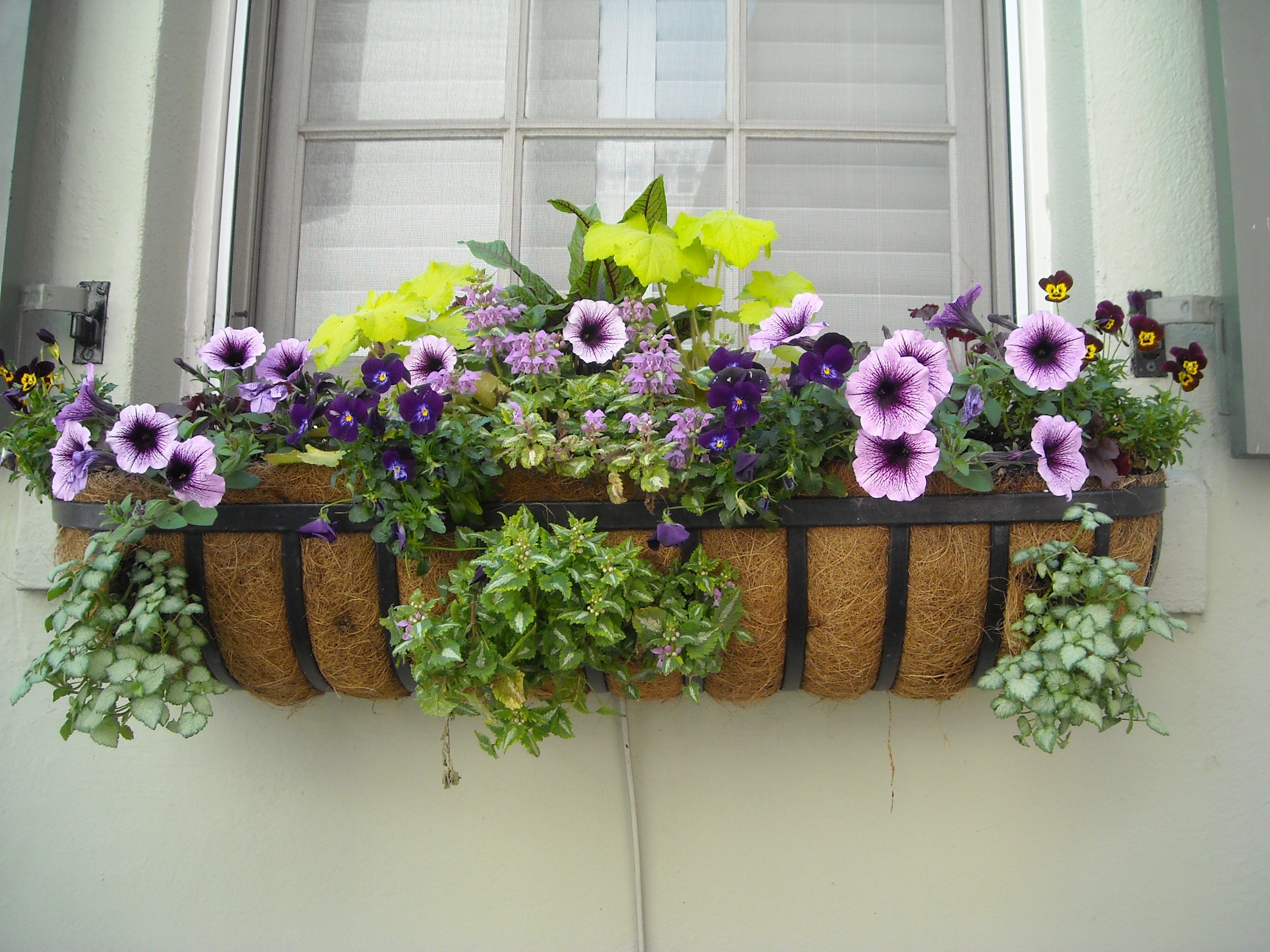 box, day, flower head, colorful, nature, freshness, home, fragility, exterior, stone, white, design, flowers, garden, container, color, window box, indoors, HD Wallpaper