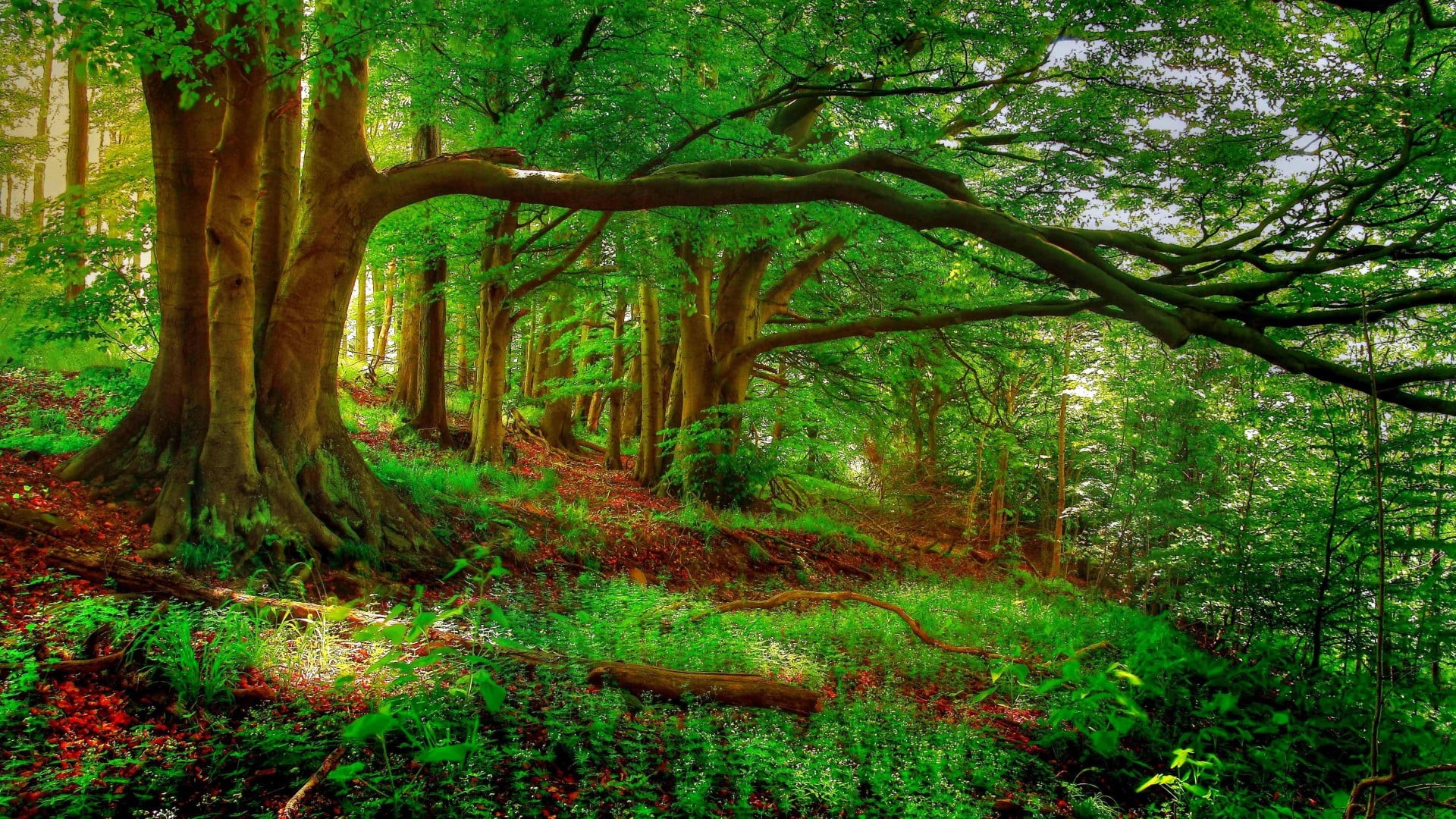 environment, countryside, house, fence, outdoor, tranquil scene, woodland, oak, stone, scene, scenics - nature, peaceful, rainforest, day, 1080P, forest, HD Wallpaper