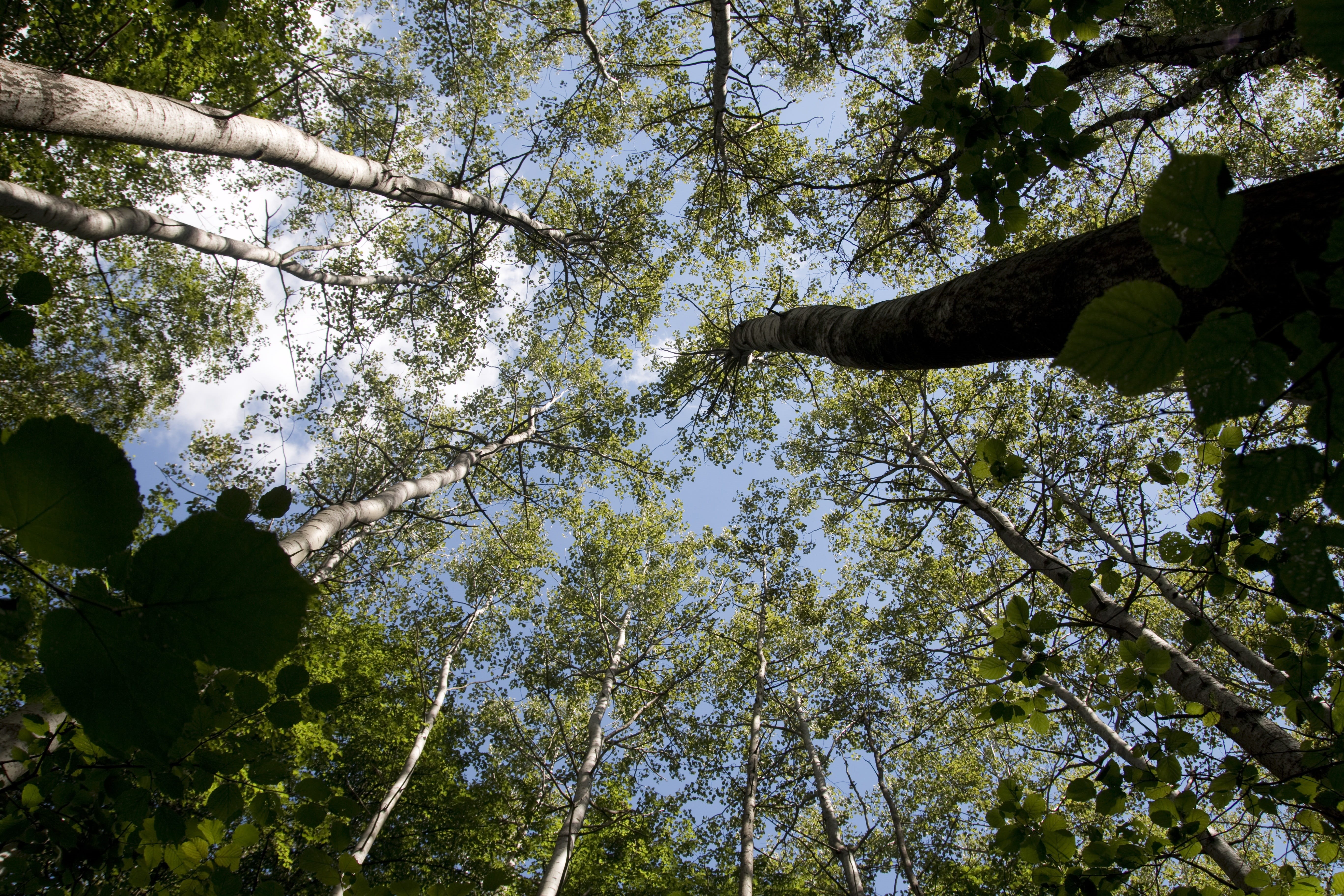 beautiful, sky, beauty, sunbeams, woodland, misty, forest, rural, outdoors, low angle view, no people, nature, ecology, park, Environment, branches, beams, HD Wallpaper