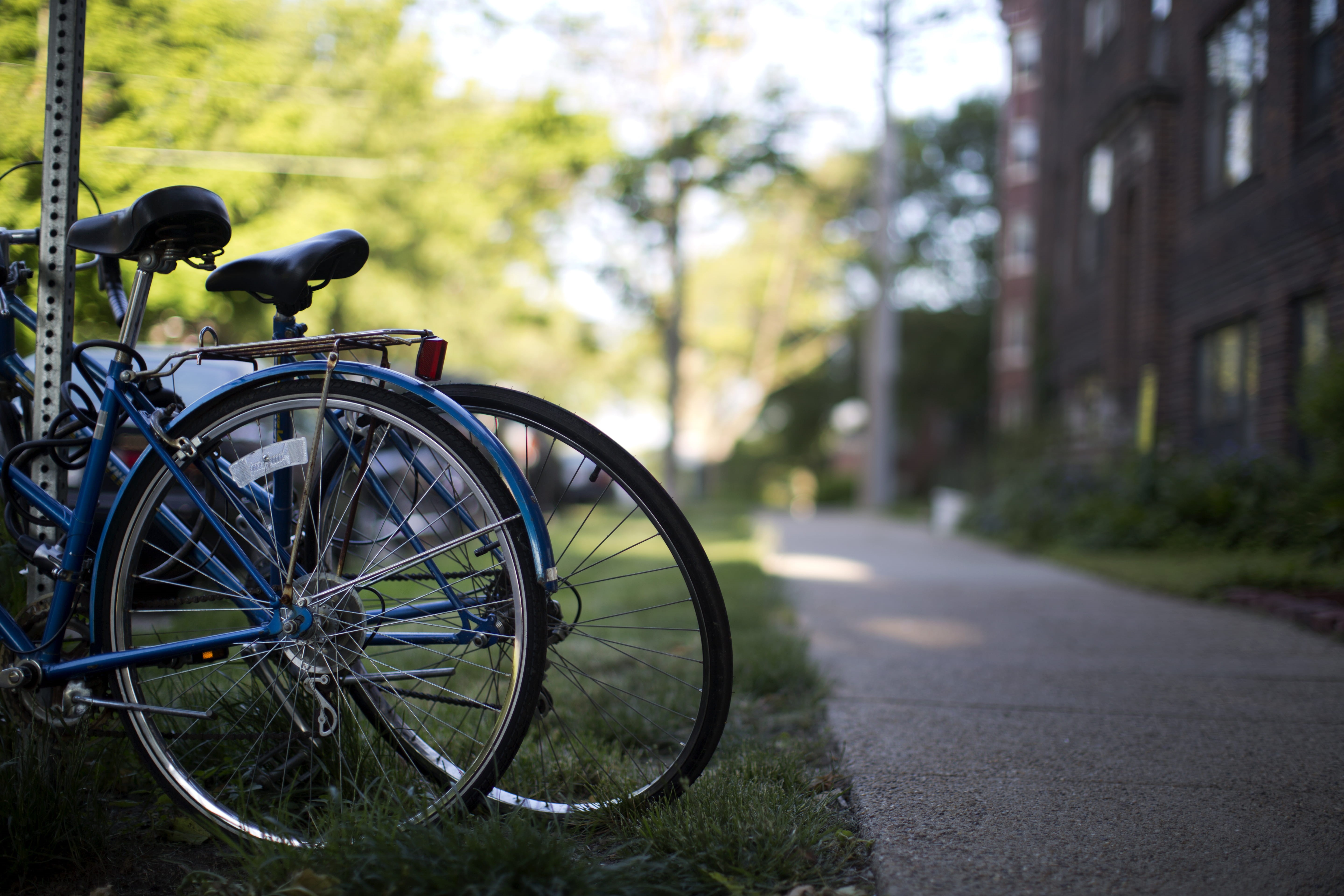 nature, tree, two, land vehicle, cycling, focus on foreground, photography, bicycle, city, lens, street, bike, focus, animal wildlife, wheel, road, mode of Transport, HD Wallpaper