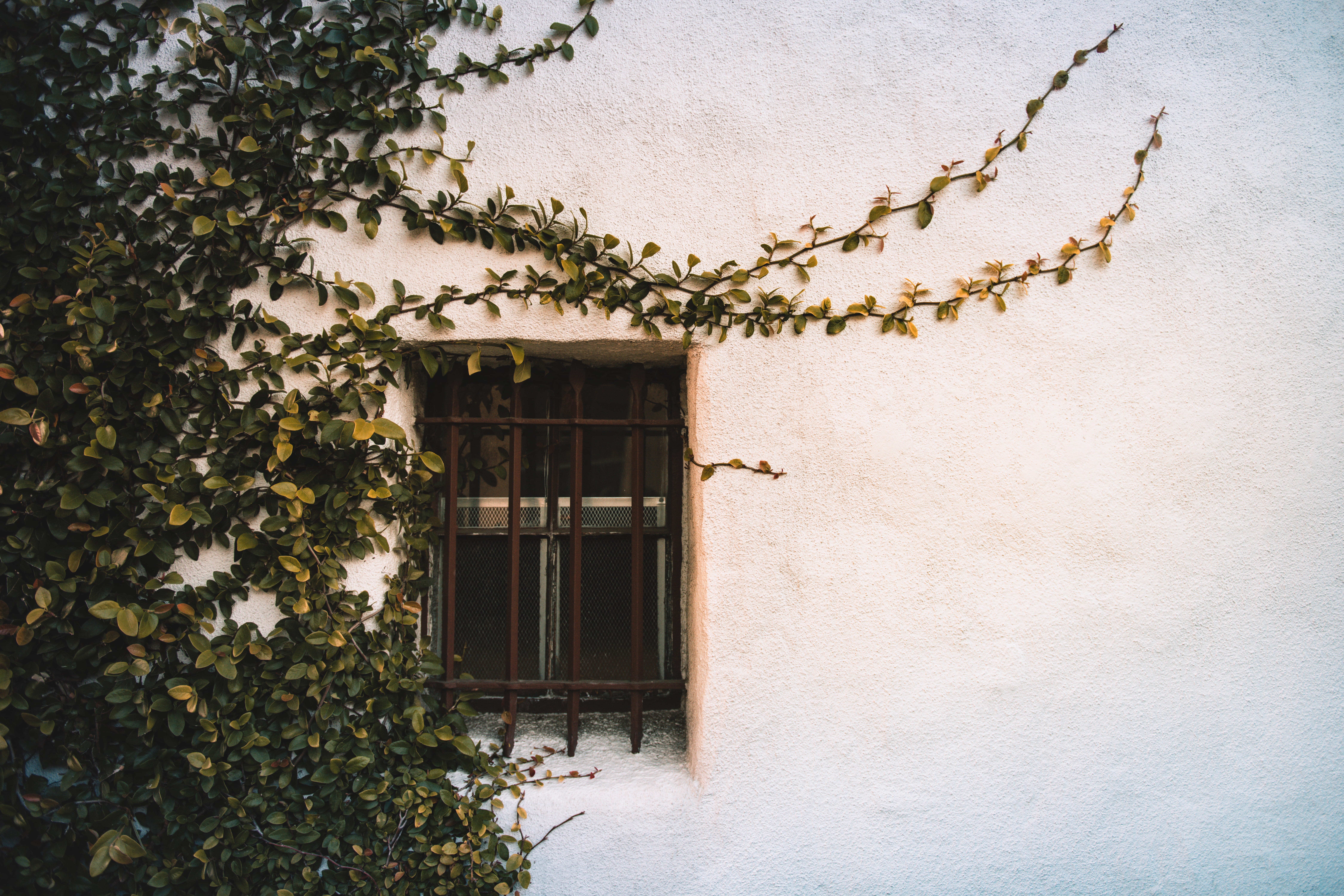 flower, growing, building, desktop, leaf, window shade, door, entrance, wall, curtain, geranium, day, blossom, wall - building feature, residential district, HD Wallpaper