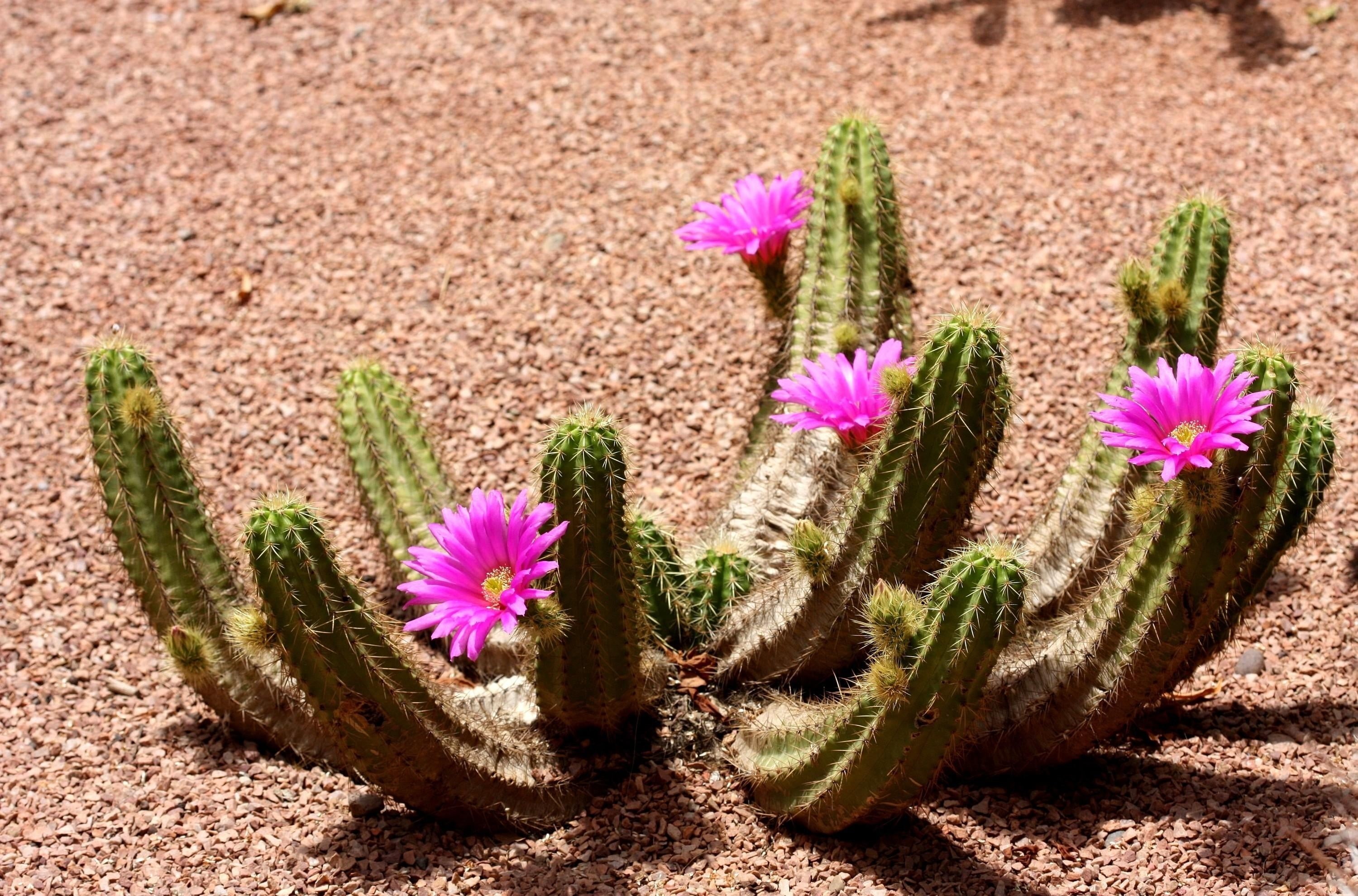 flowers, day, sunlight, vulnerability, blossom, flower Head, beauty In Nature, close-up, pink color, green Color, growth, succulent Plant, plant, springtime, HD Wallpaper