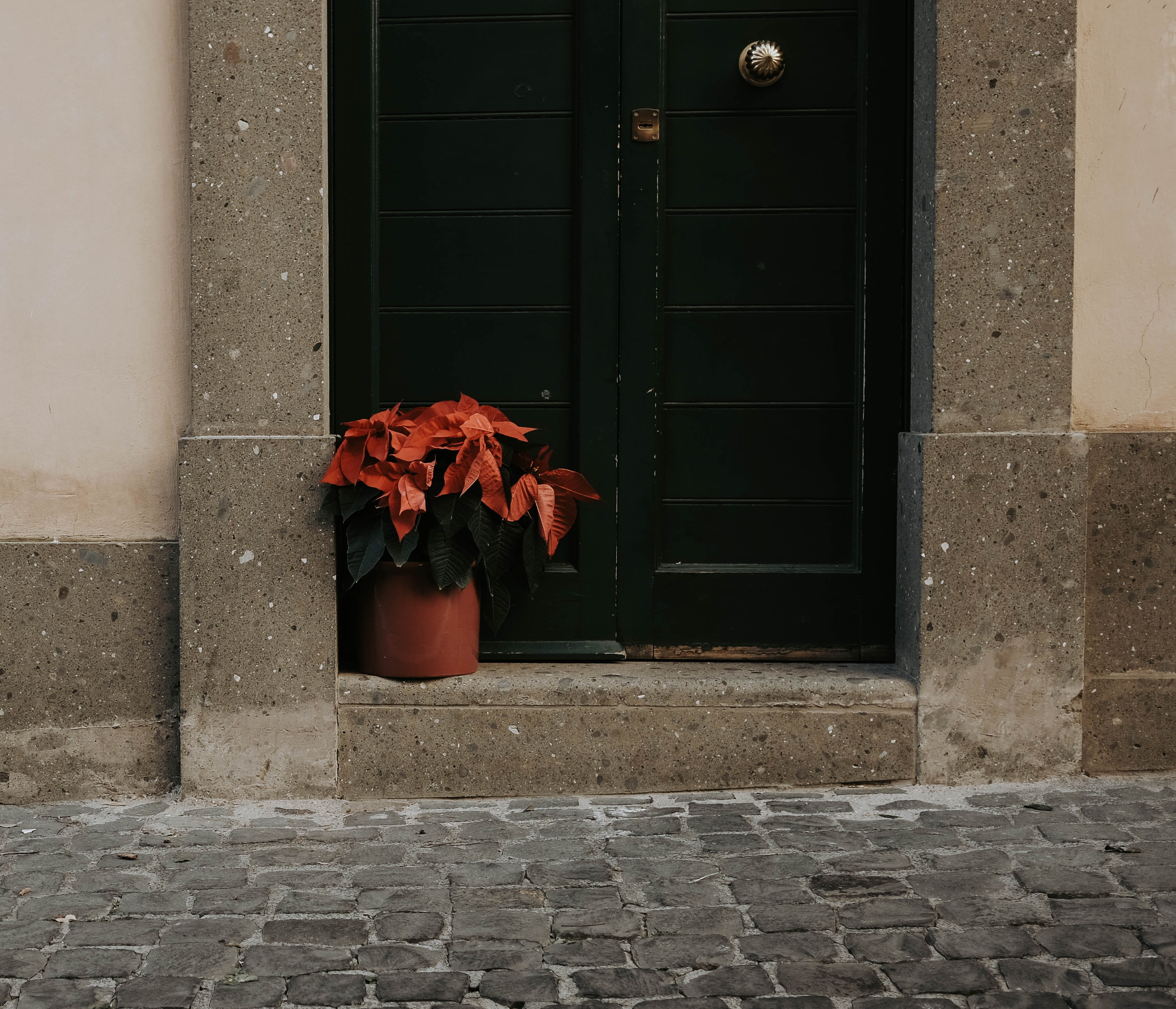 building exterior, architecture, window, wooden, walkway, nature, blossom, brick, wall, day, outdoors, plant part, change, pavement, plant, protection, HD Wallpaper