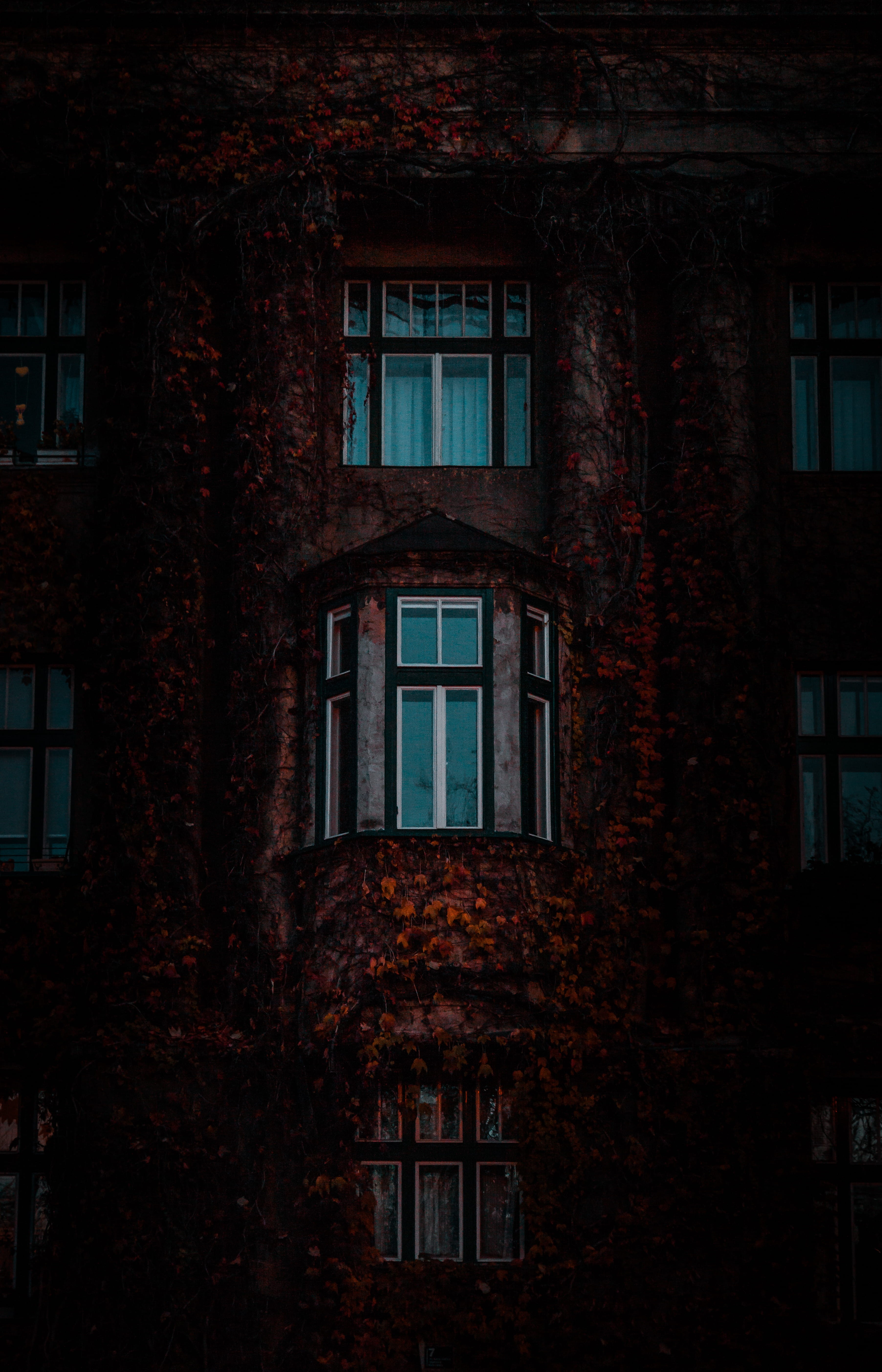 night, shutter, house, window, path, abandoned, outdoors, hrvatska, blue, tree, ivy, walkway, brick, 5K, no people, winter, female, urban, home decor, Phone HD Wallpaper