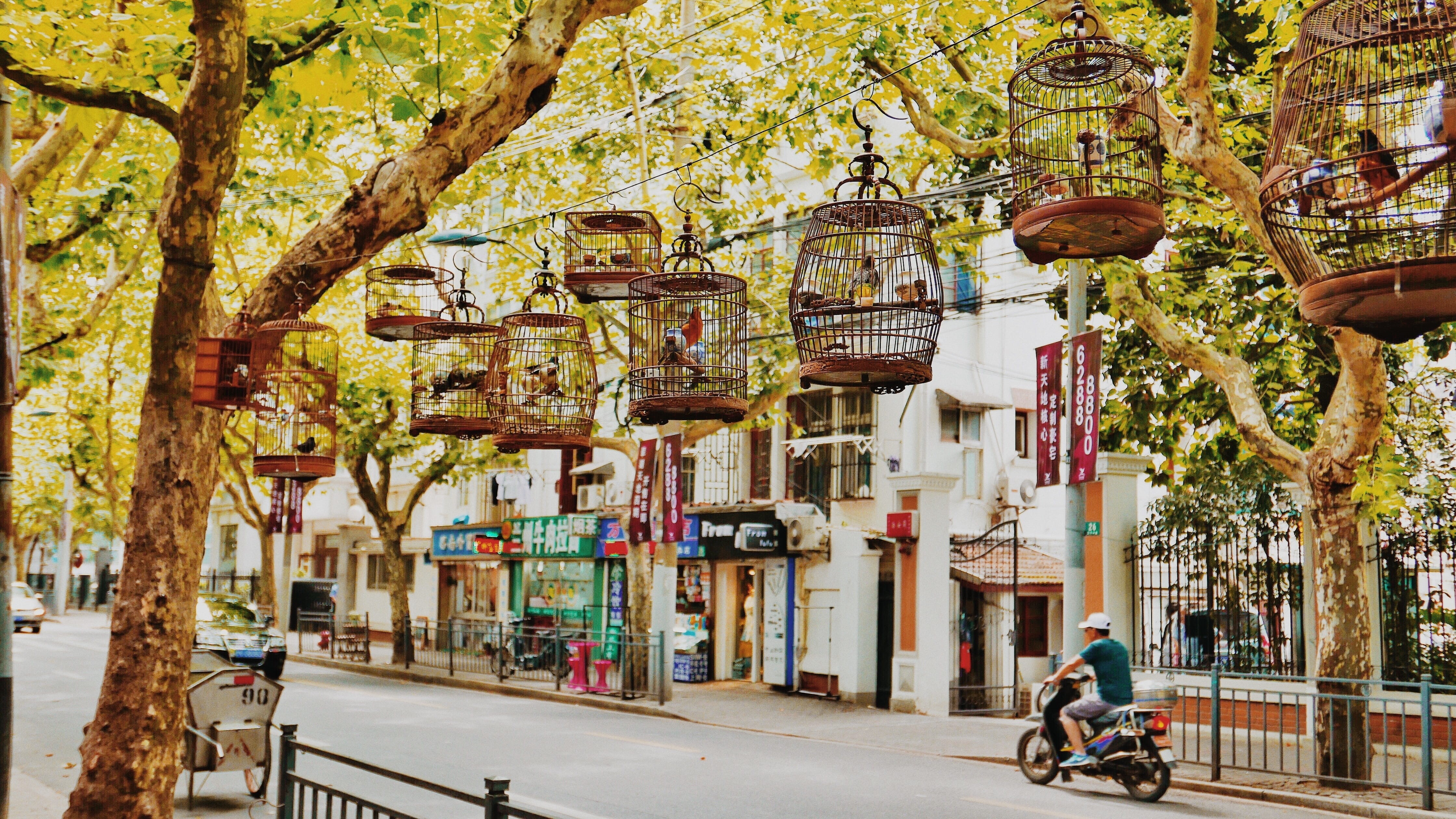 building, cages, outdoors, bicycle, urban street, group of people, street, bird, plant, birdhouse, tree, hanging on, city, people, bird cages, storefronts, HD Wallpaper