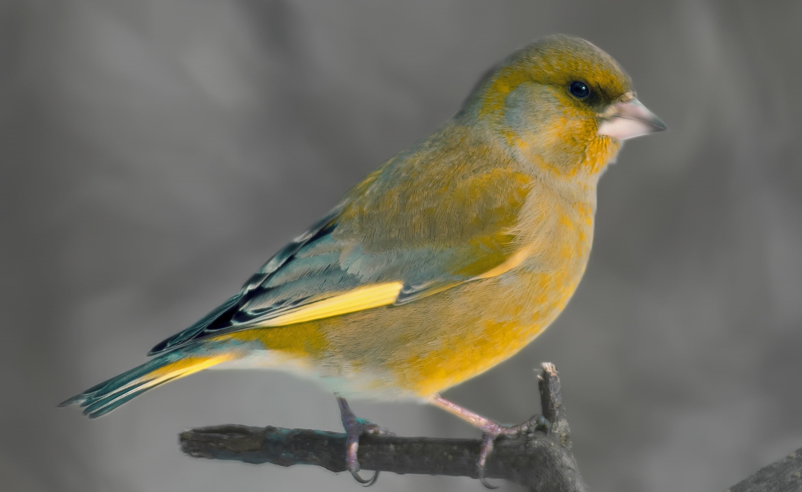 2K, Closeup, Animals, Finland, kenko, Bird, greenfinch, kotka, Winter, Yellow, viherpeippo, european, Birds, Southern, HD Wallpaper