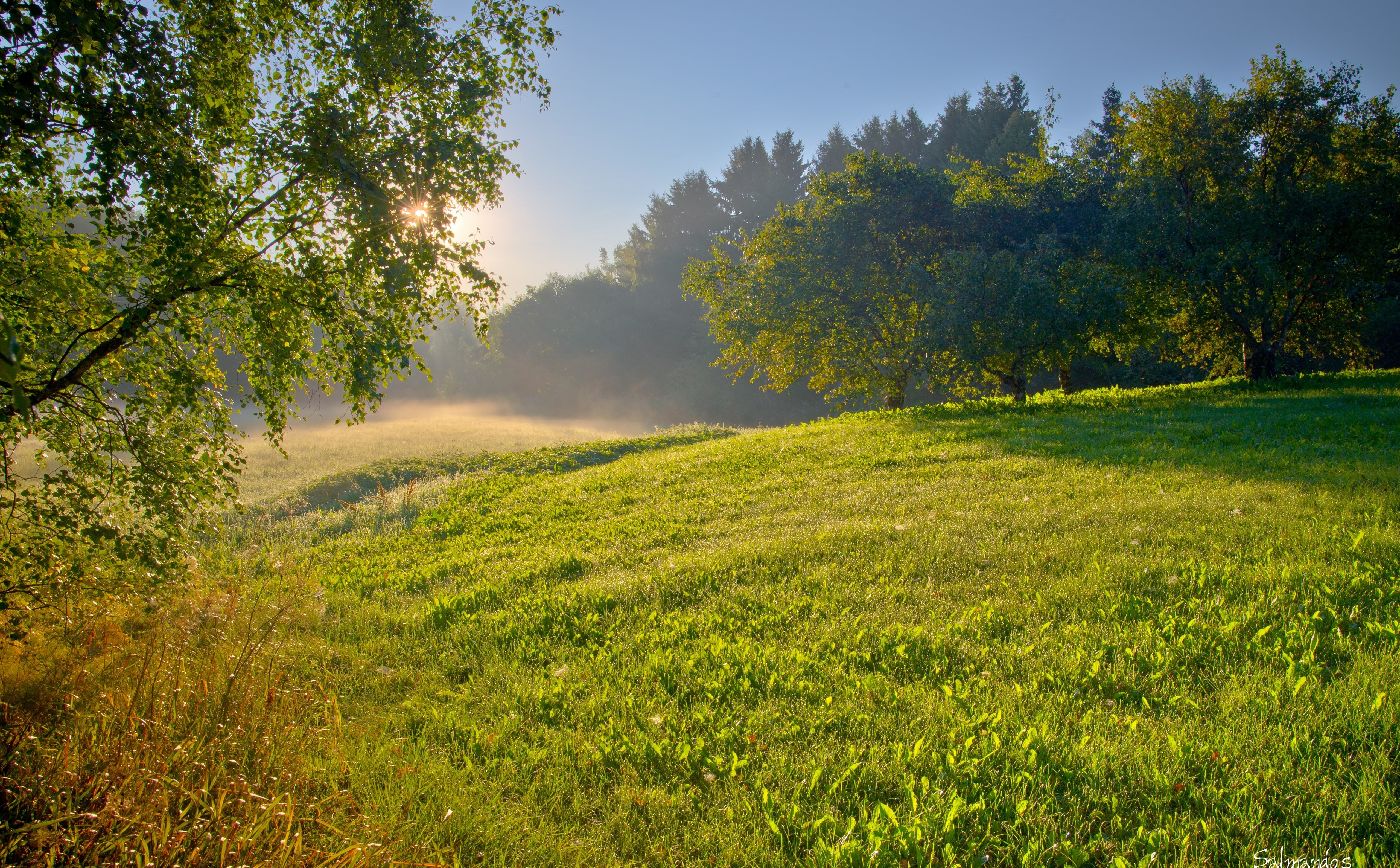 Nature, Sunrise, non-urban scene, scenics - nature, no people, sunlight, fog, Mist, summer, Morning, tranquil scene, 5K, Finland, Green, tranquility, ruonala, HD Wallpaper